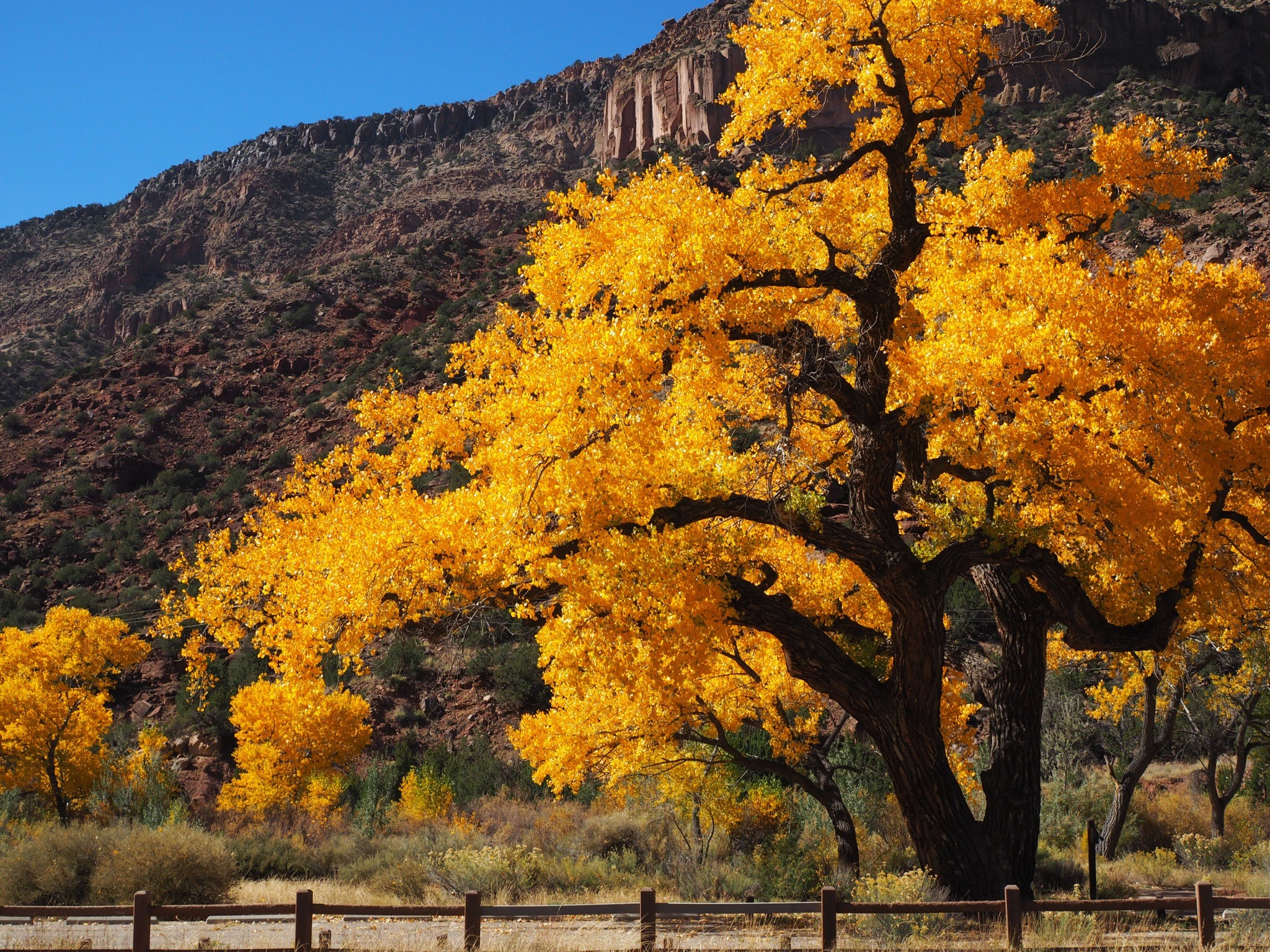 Cottonwood tree wallpaper, Nature's beauty, Landscape scenery, High quality, 2050x1540 HD Desktop