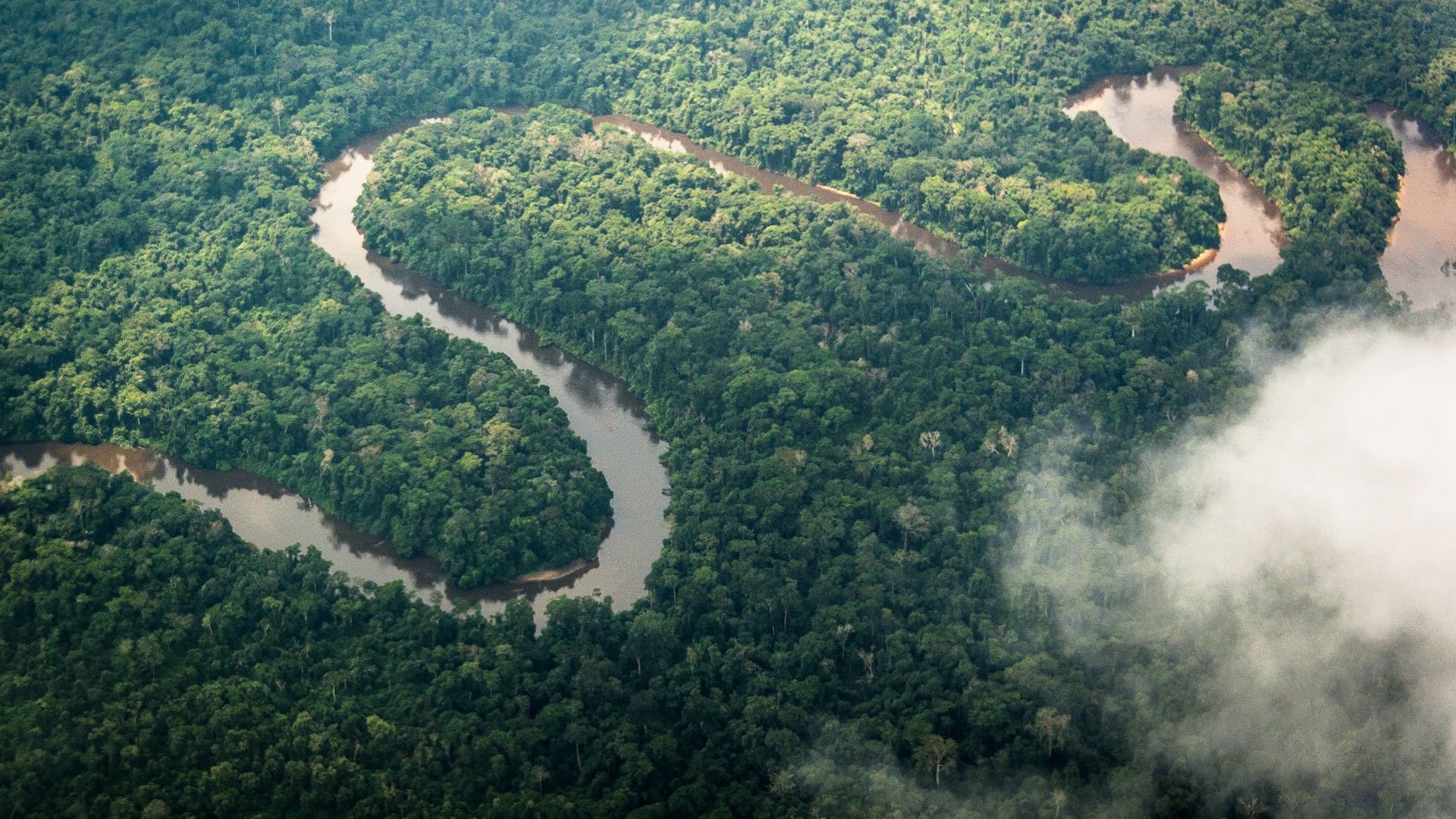 Ultimate gorilla safari, Gorilla safari, Congo-Brazzaville, Congo, 1920x1080 Full HD Desktop