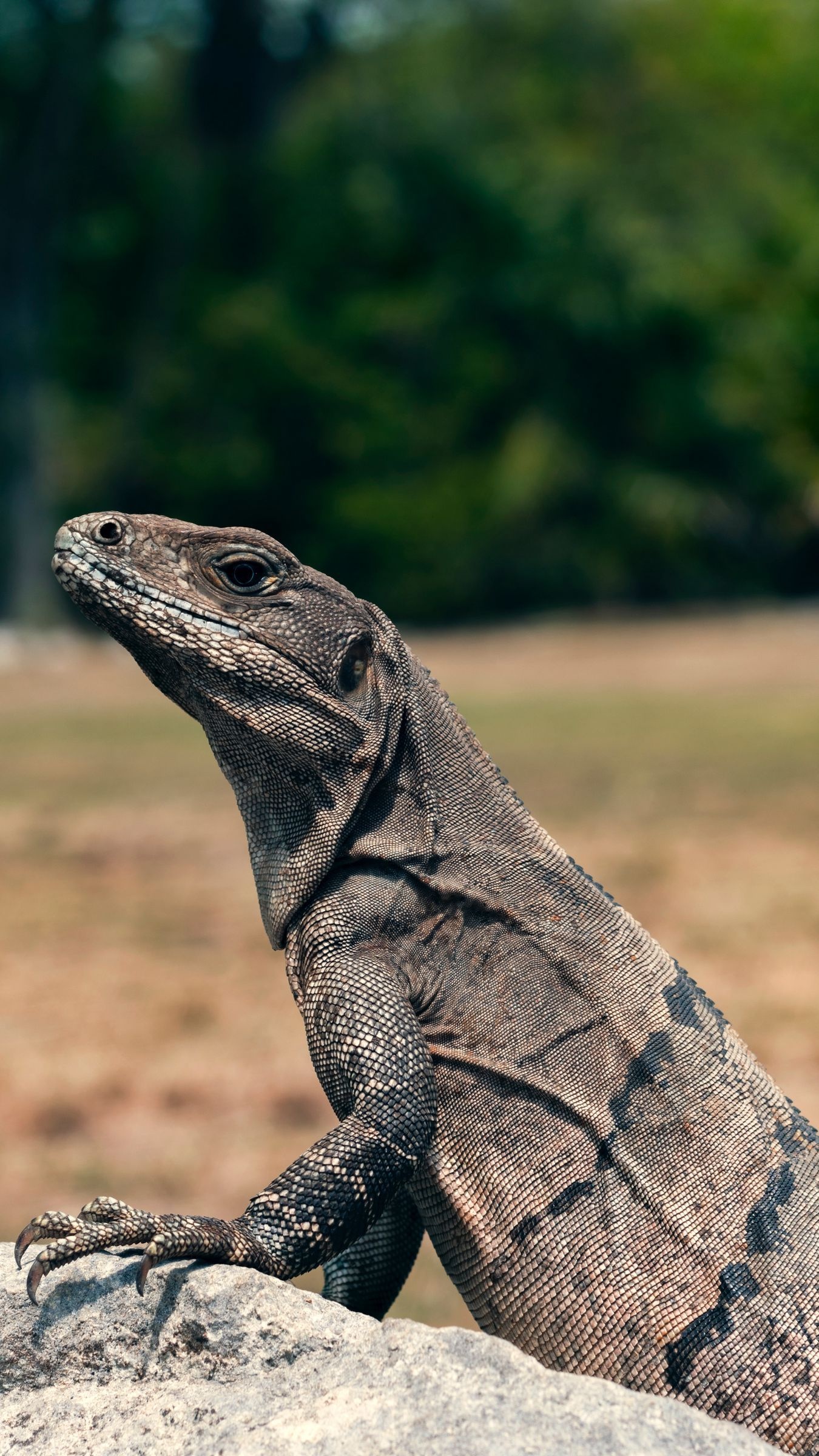 Monitor lizard, High-definition wallpapers, Distinctive reptile, Desktop backgrounds, 1350x2400 HD Phone