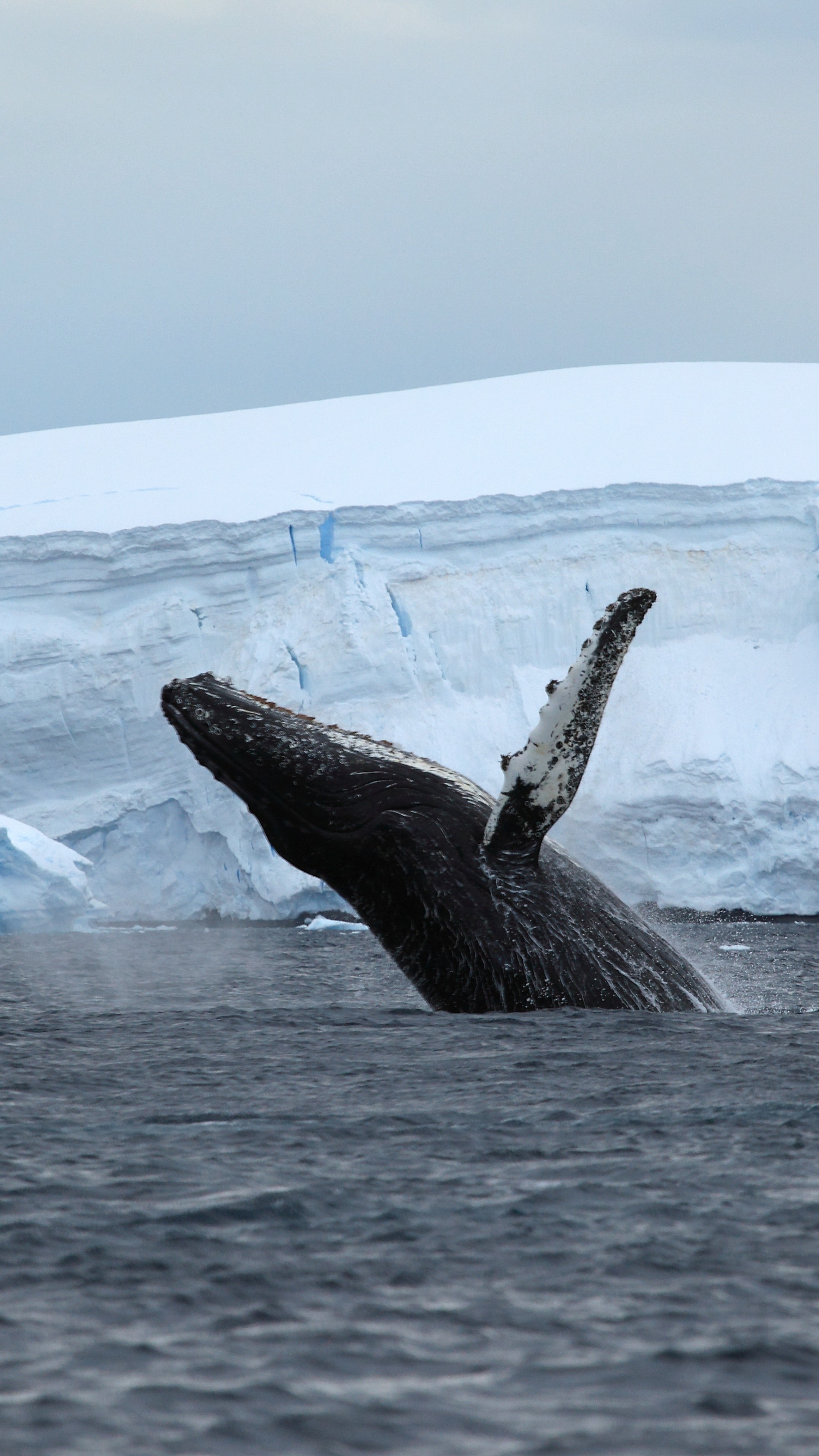 Blue Whale, Wallpaper Antarctica, Ice whale, Nature, 2160x3840 4K Phone