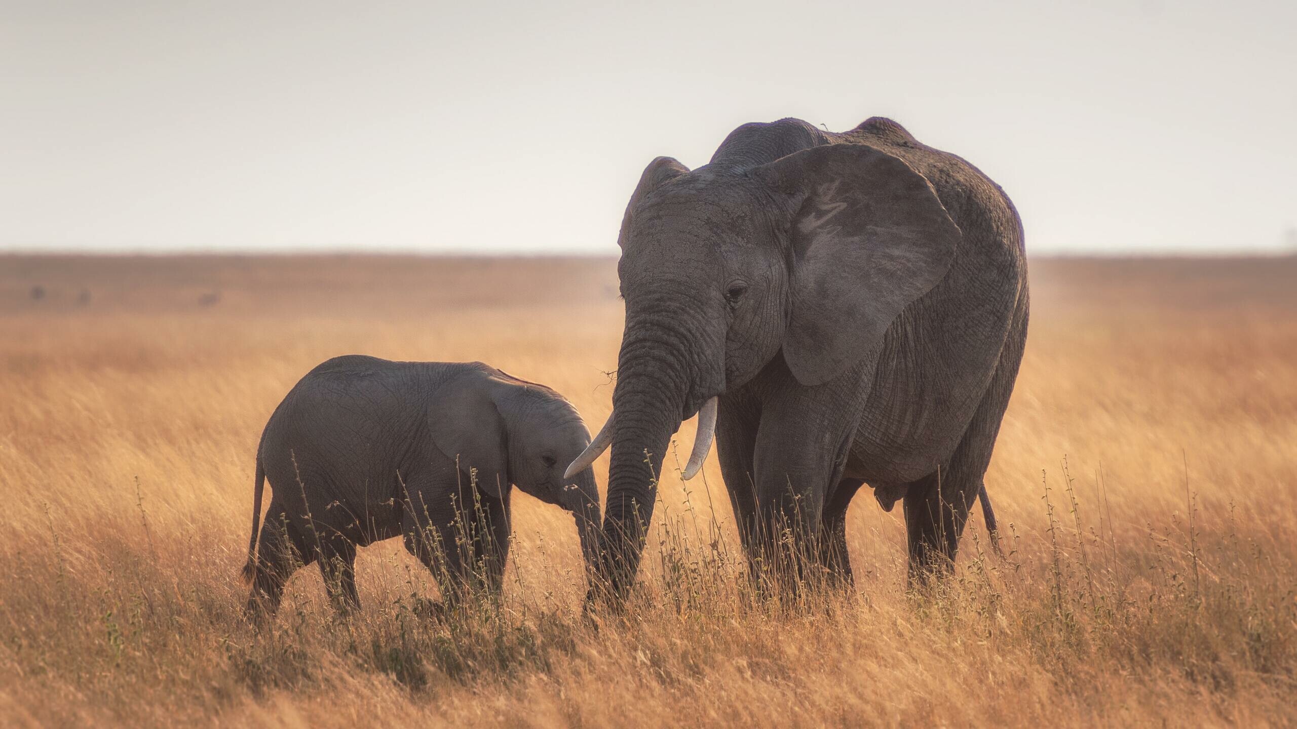 Mother and baby elephant, Tender moments, Gentle giants, 4K wallpapers, 2560x1440 HD Desktop