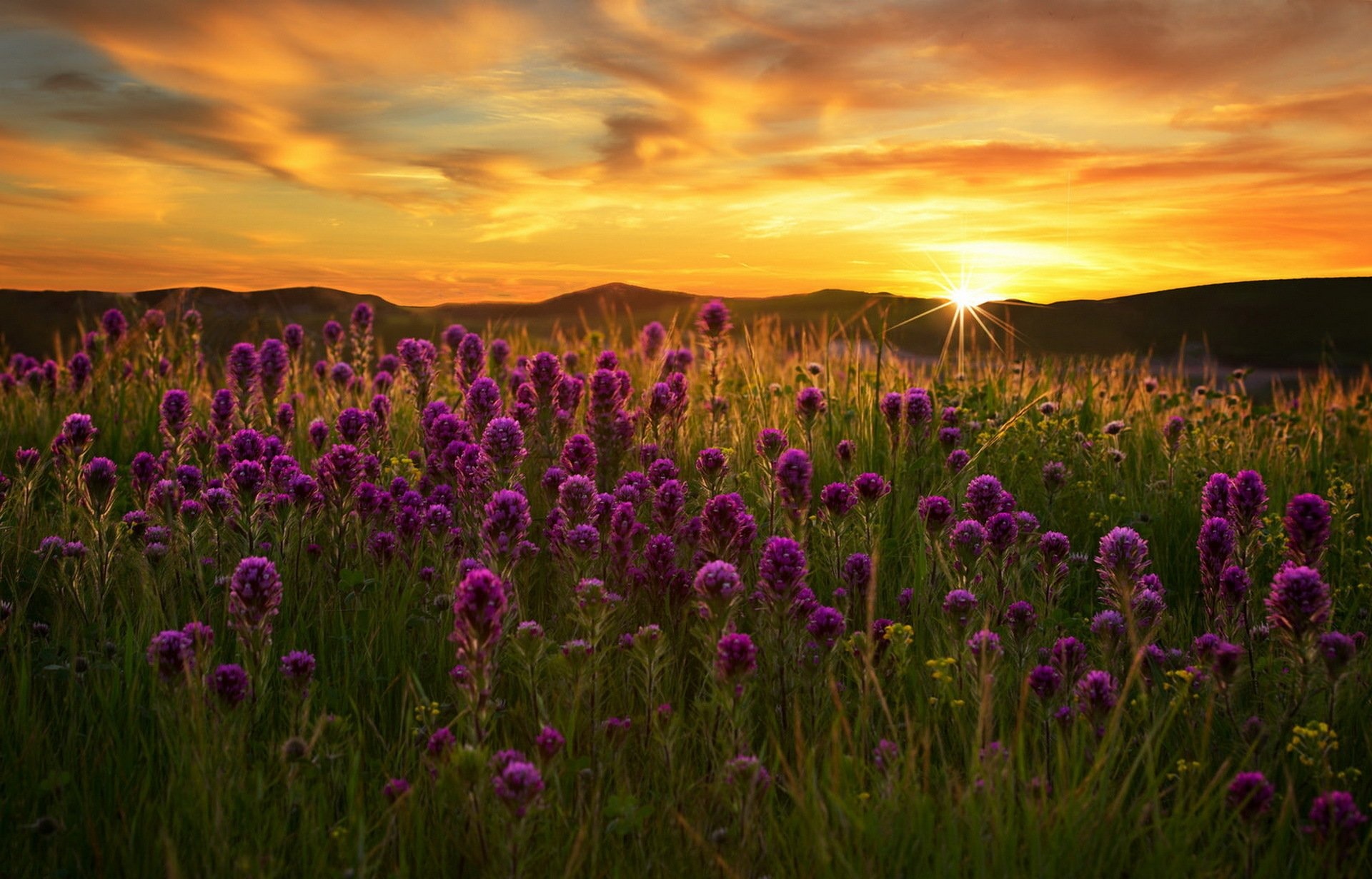 Golden sunrise, Captivating flower field, 1920x1240 HD Desktop