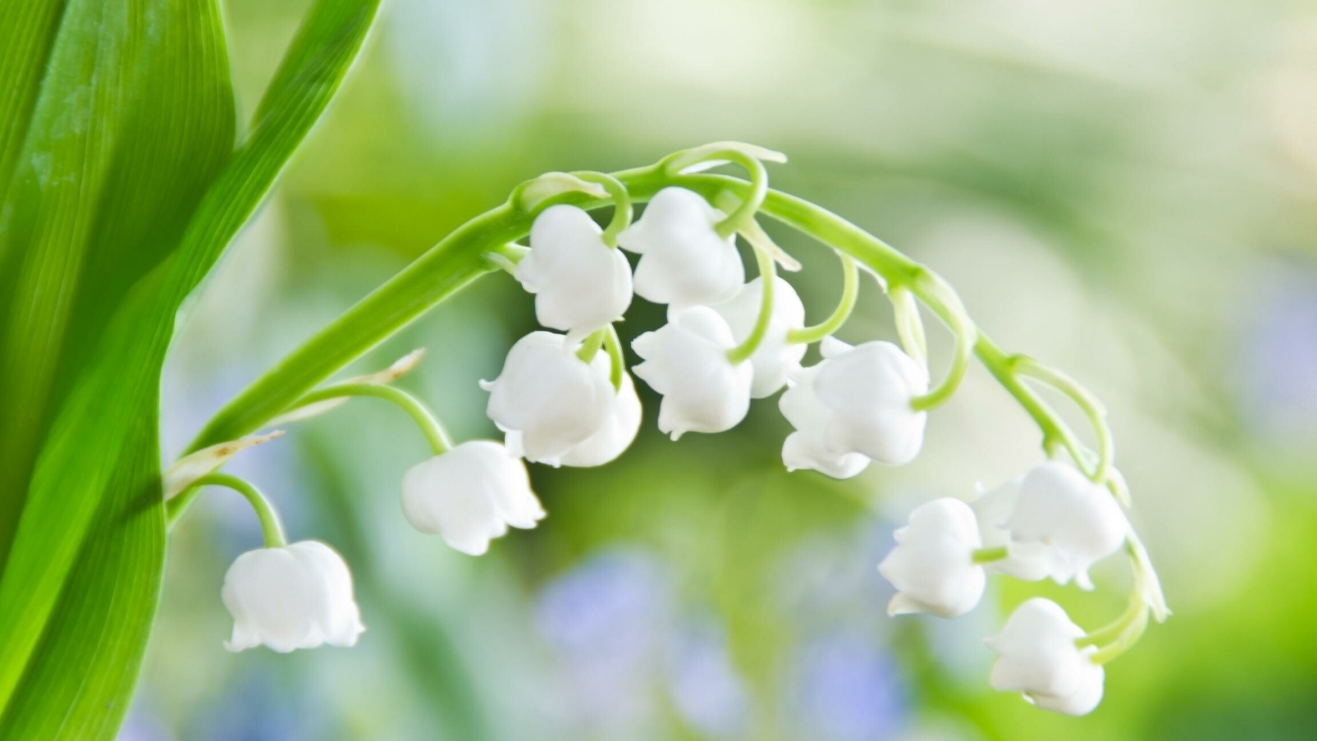 Lily of the Valley, Stunning wallpapers, Natural elegance, Floral backgrounds, 2560x1440 HD Desktop