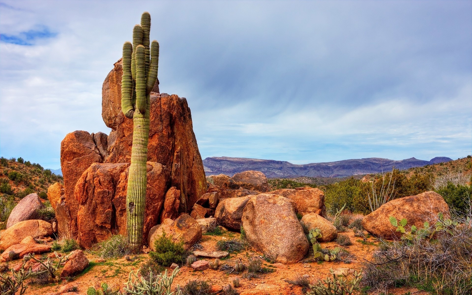 Saguaro National Park, Cactus Wallpaper, 1920x1200 HD Desktop