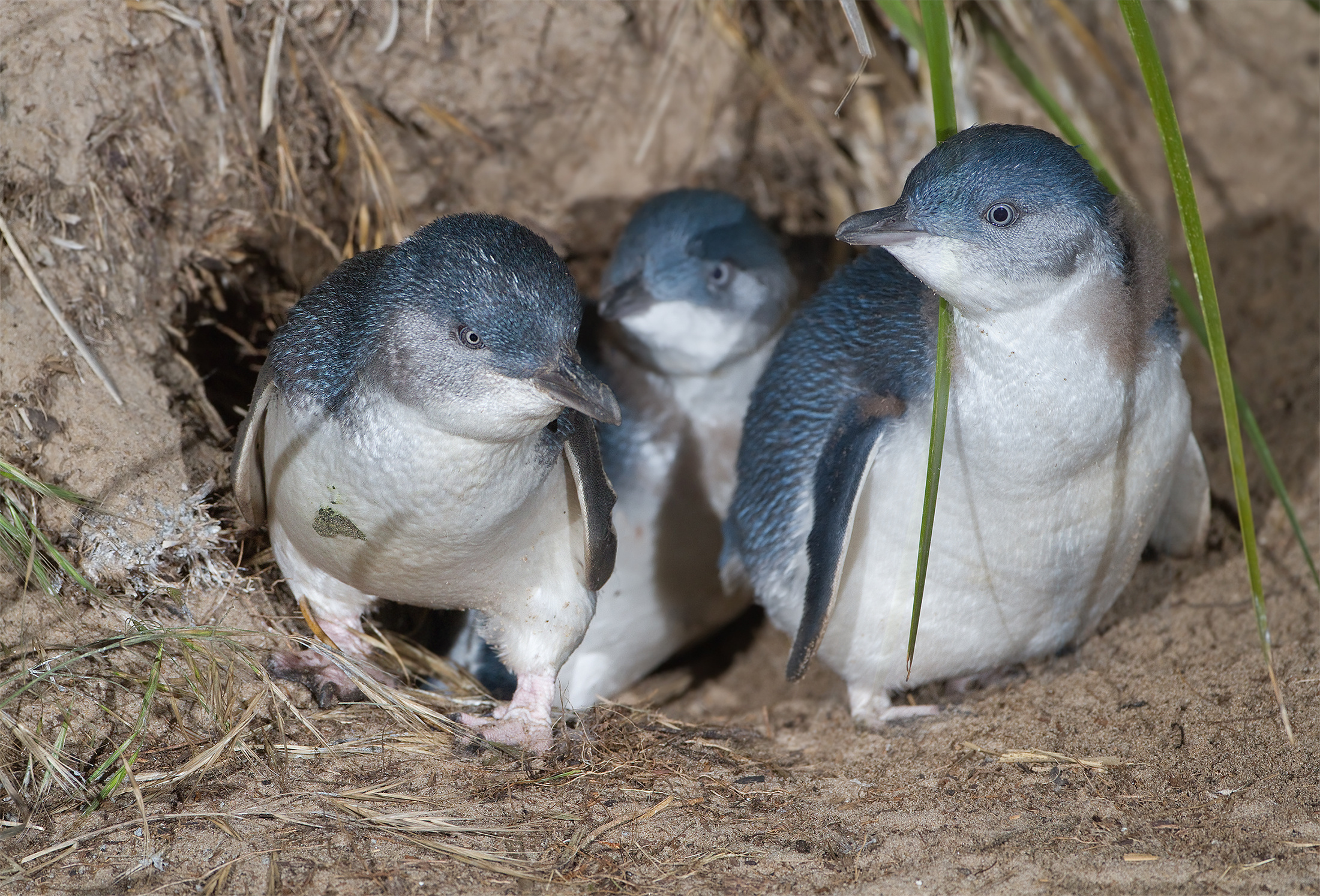 Australian little penguin, Penguins Wallpaper, 2200x1500 HD Desktop