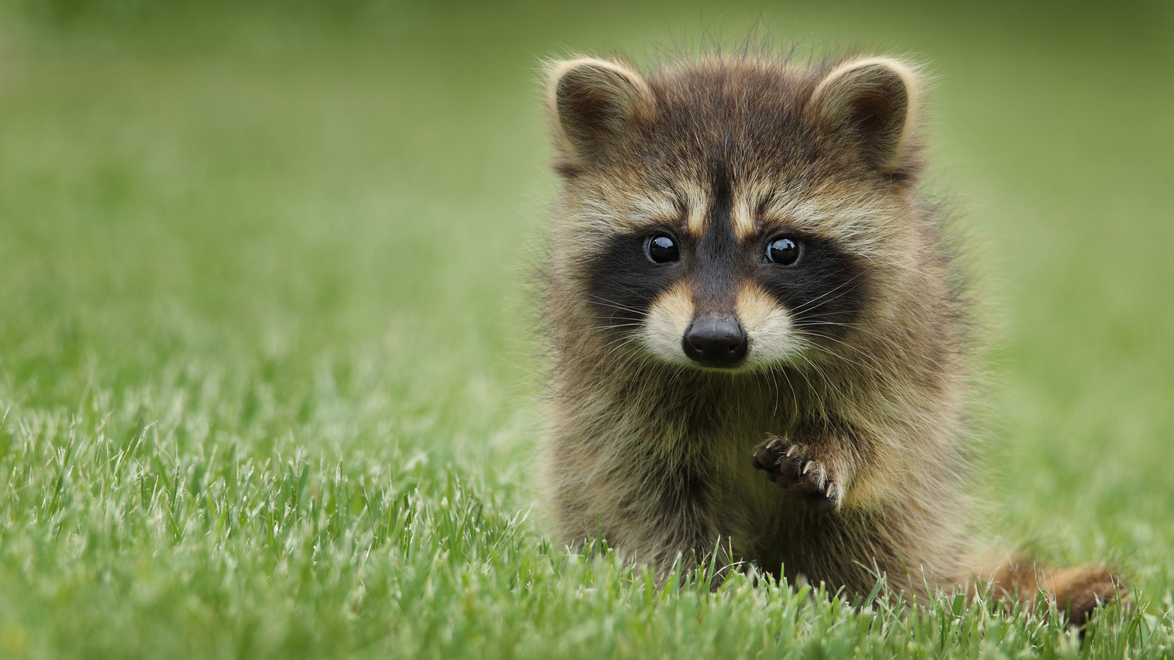 Ultra HD raccoon, Crisp detail, 4K wallpaper, Stunning visuals, 3840x2160 4K Desktop