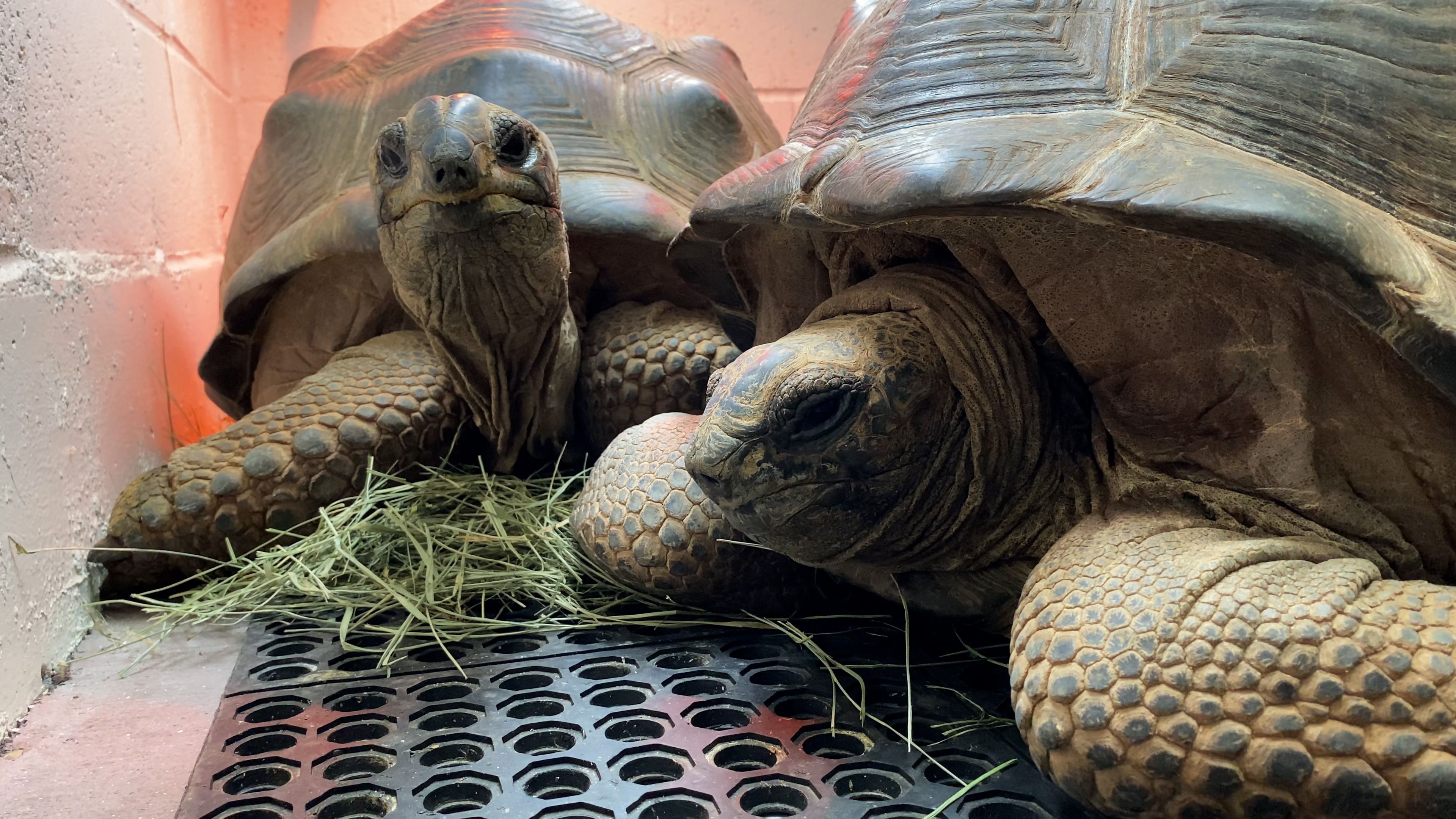 Oakland Zoo, Aldabra Giant Tortoise Wallpaper, 3840x2160 4K Desktop