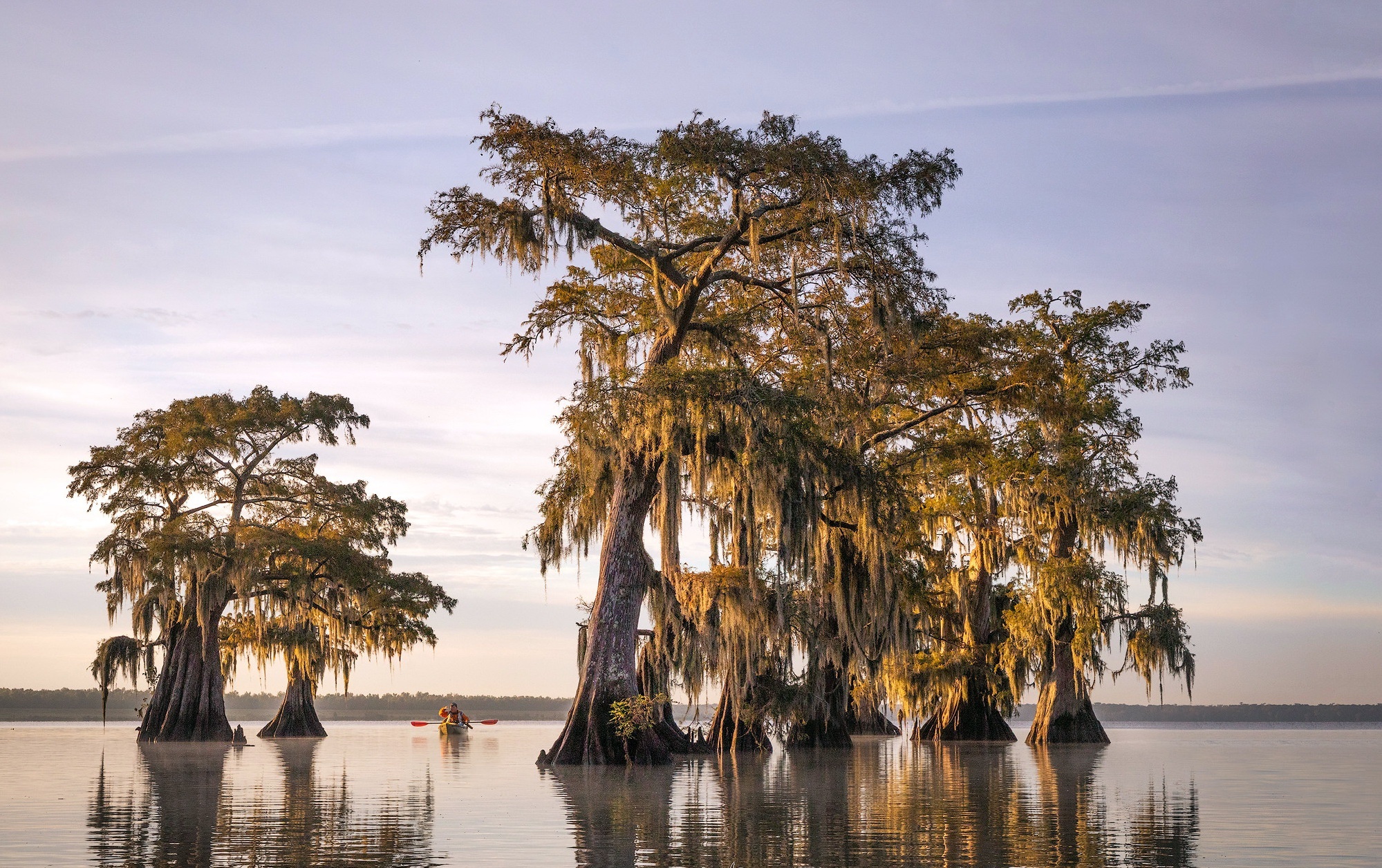 Cypress Tree, HD wallpapers and backgrounds, 2000x1260 HD Desktop