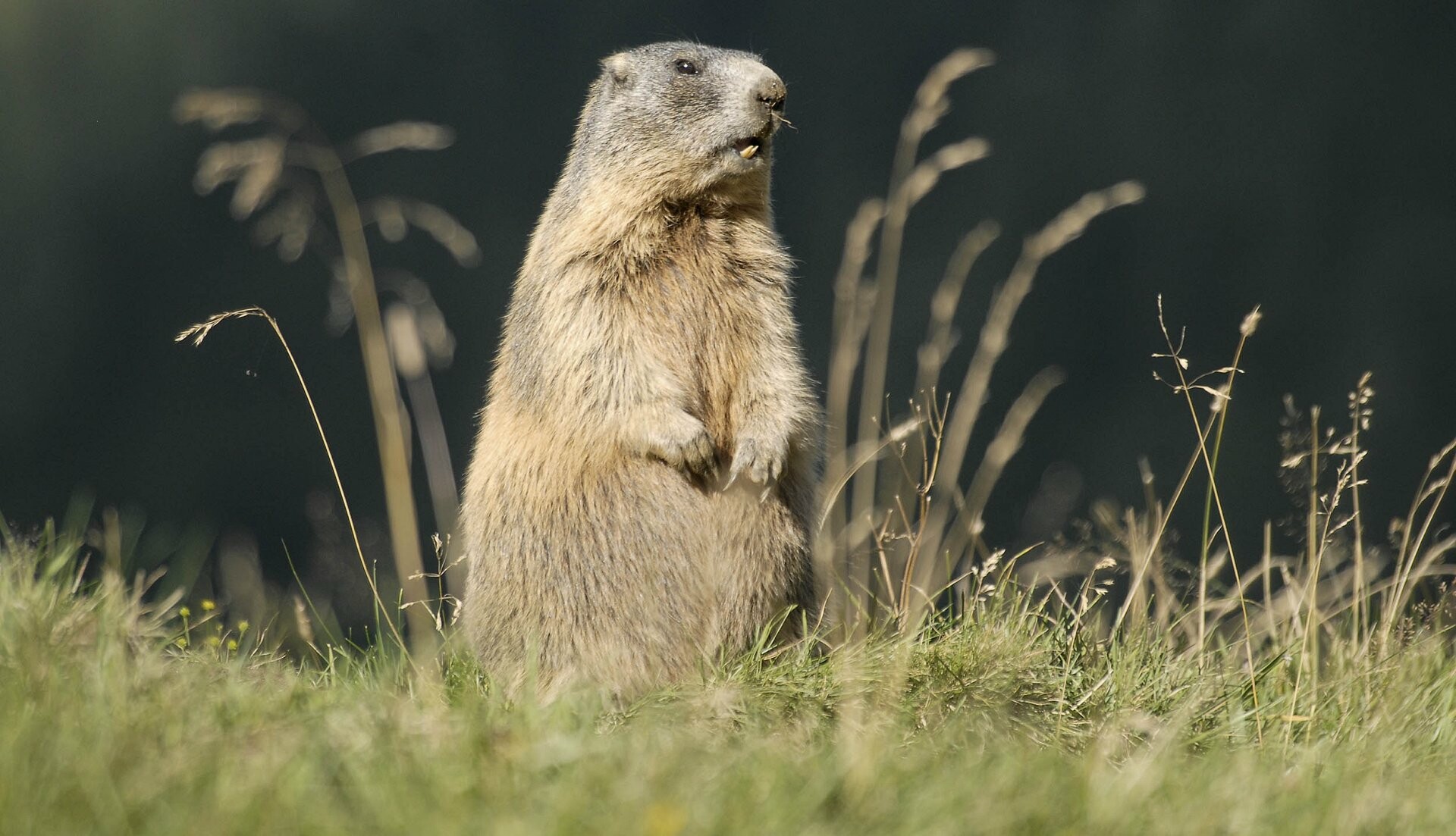 Wild Groundhog, Groundhog Day Wallpaper, 1920x1110 HD Desktop