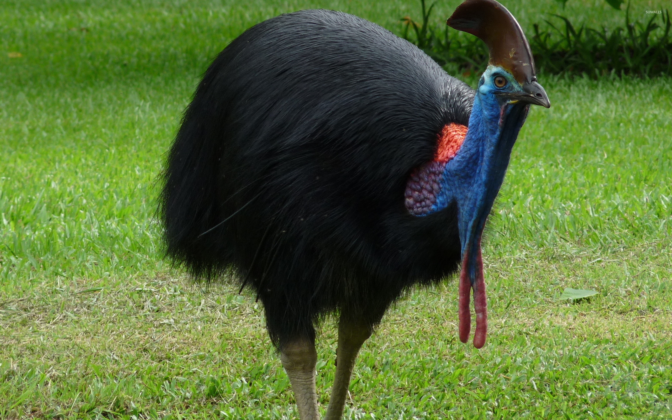 Cassowary wallpaper, Animal wallpapers, Exotic bird, Vibrant colors, 2560x1600 HD Desktop