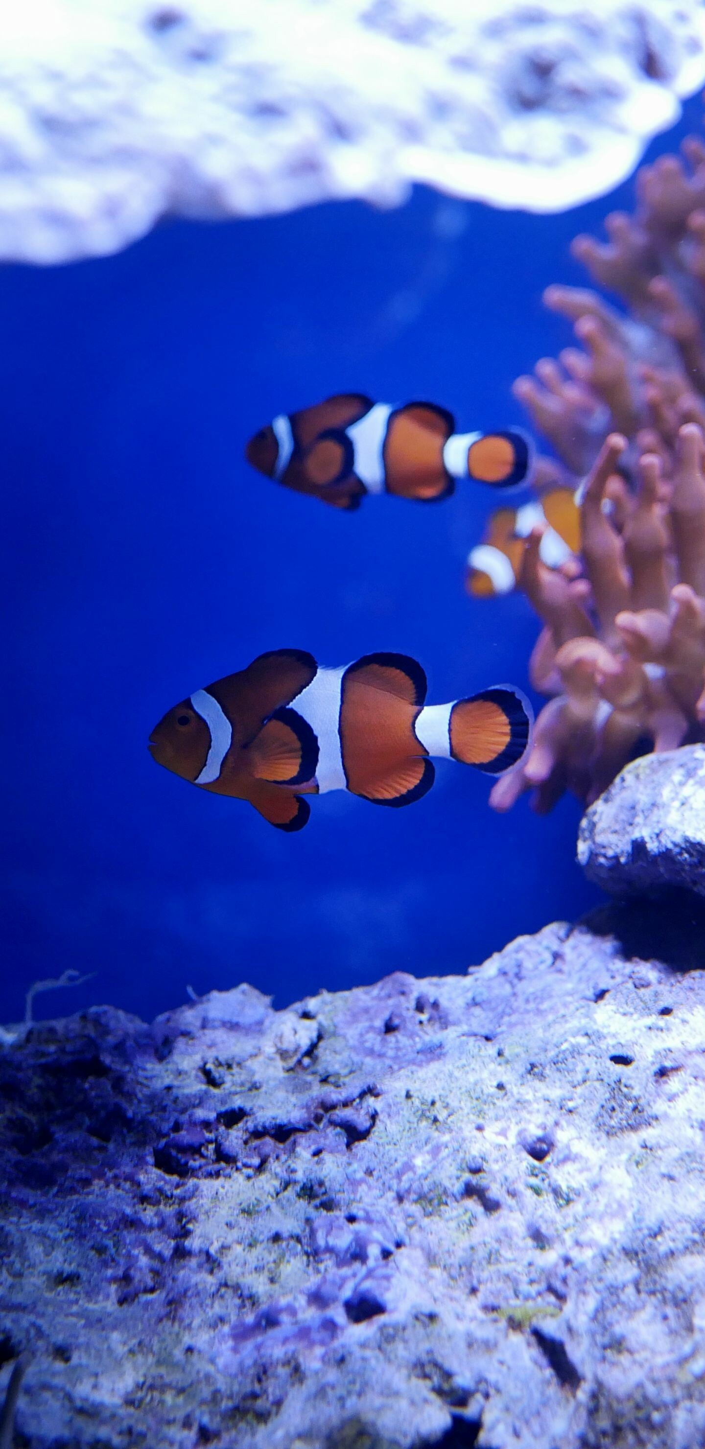 Clownfish, Great Barrier Reef Wallpaper, 1440x2960 HD Phone