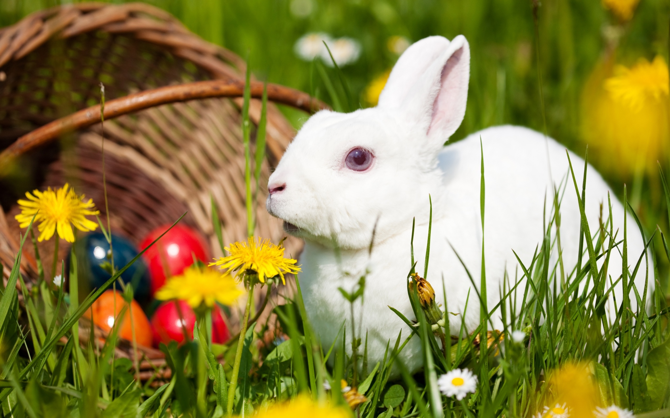 Mountain hare, Bunnies Wallpaper, 2560x1600 HD Desktop