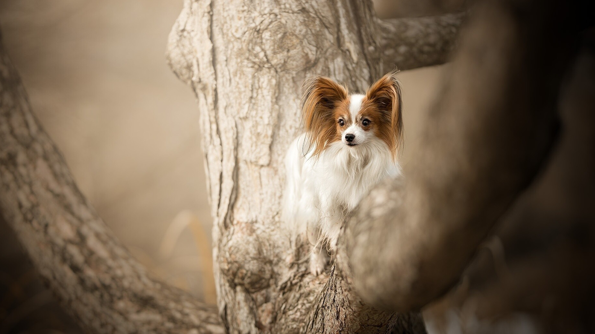 Papillon Dog, Miniature continental toy spaniel, 2050x1160 HD Desktop