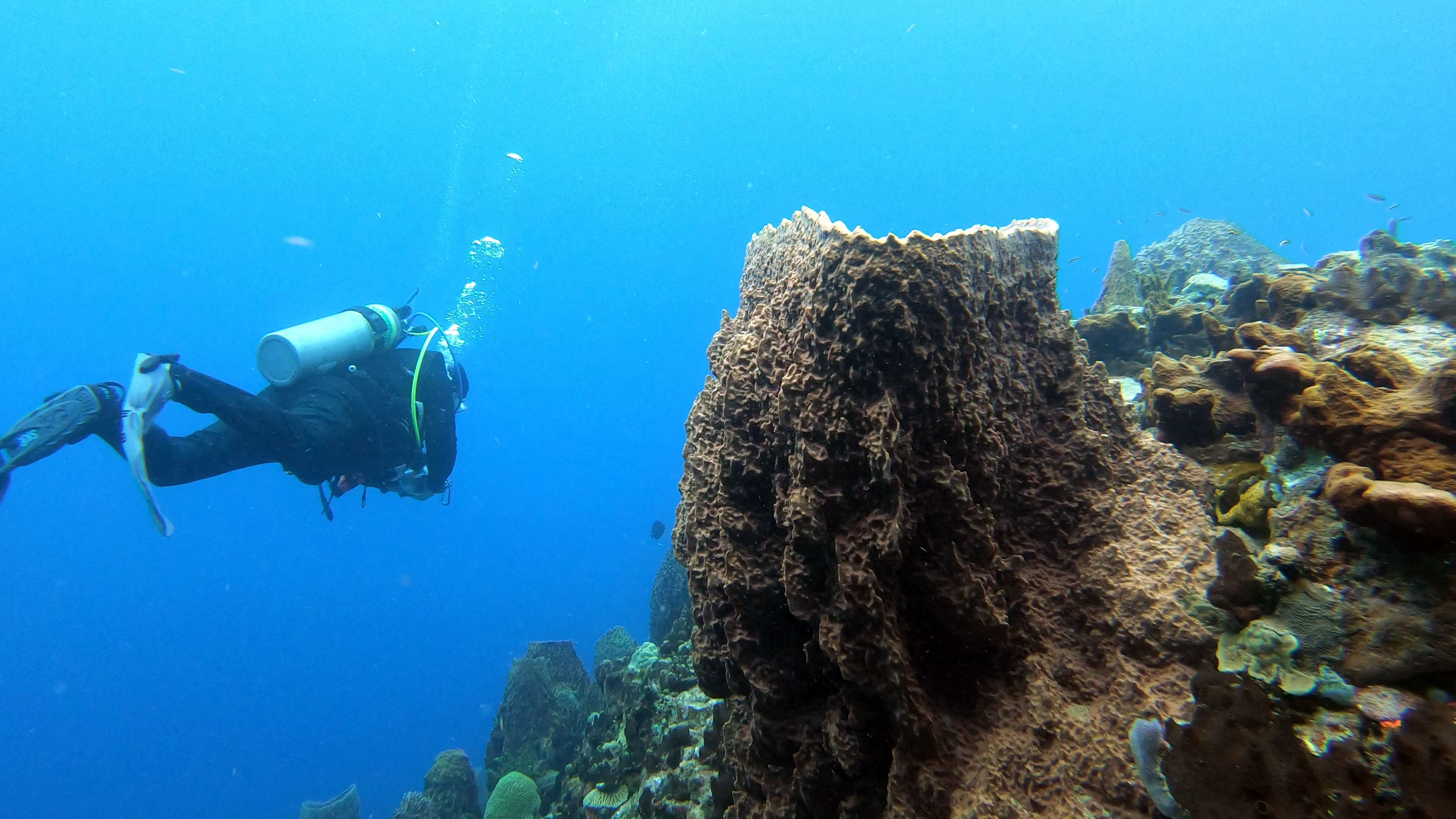 Diving dominica birds, Air, Dive into nature's wonder, Unleash your spirit of adventure, 3840x2160 4K Desktop