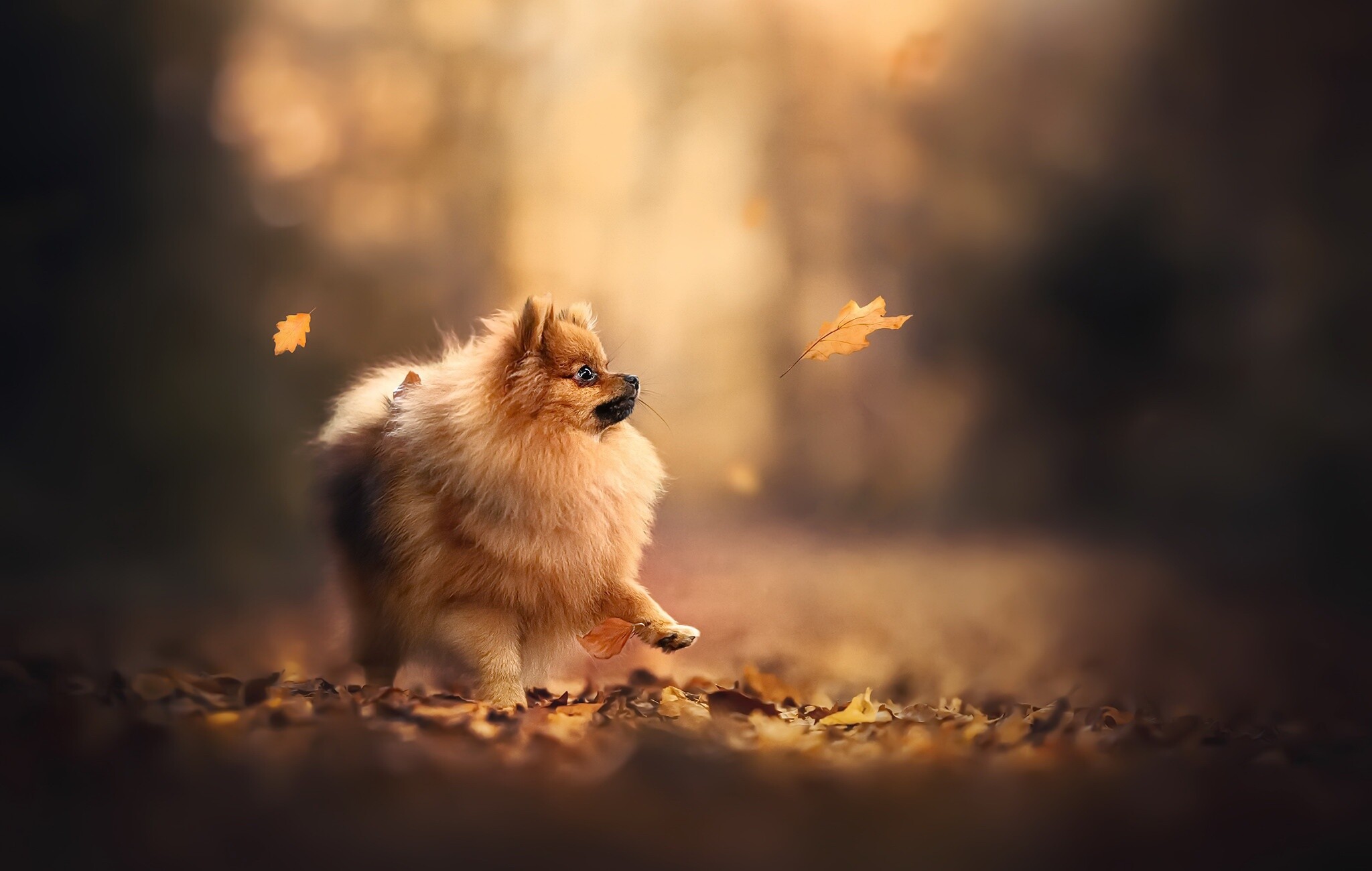 Pomeranian, Fluffy fur, Cute little dog, Adorable pet, 2050x1300 HD Desktop