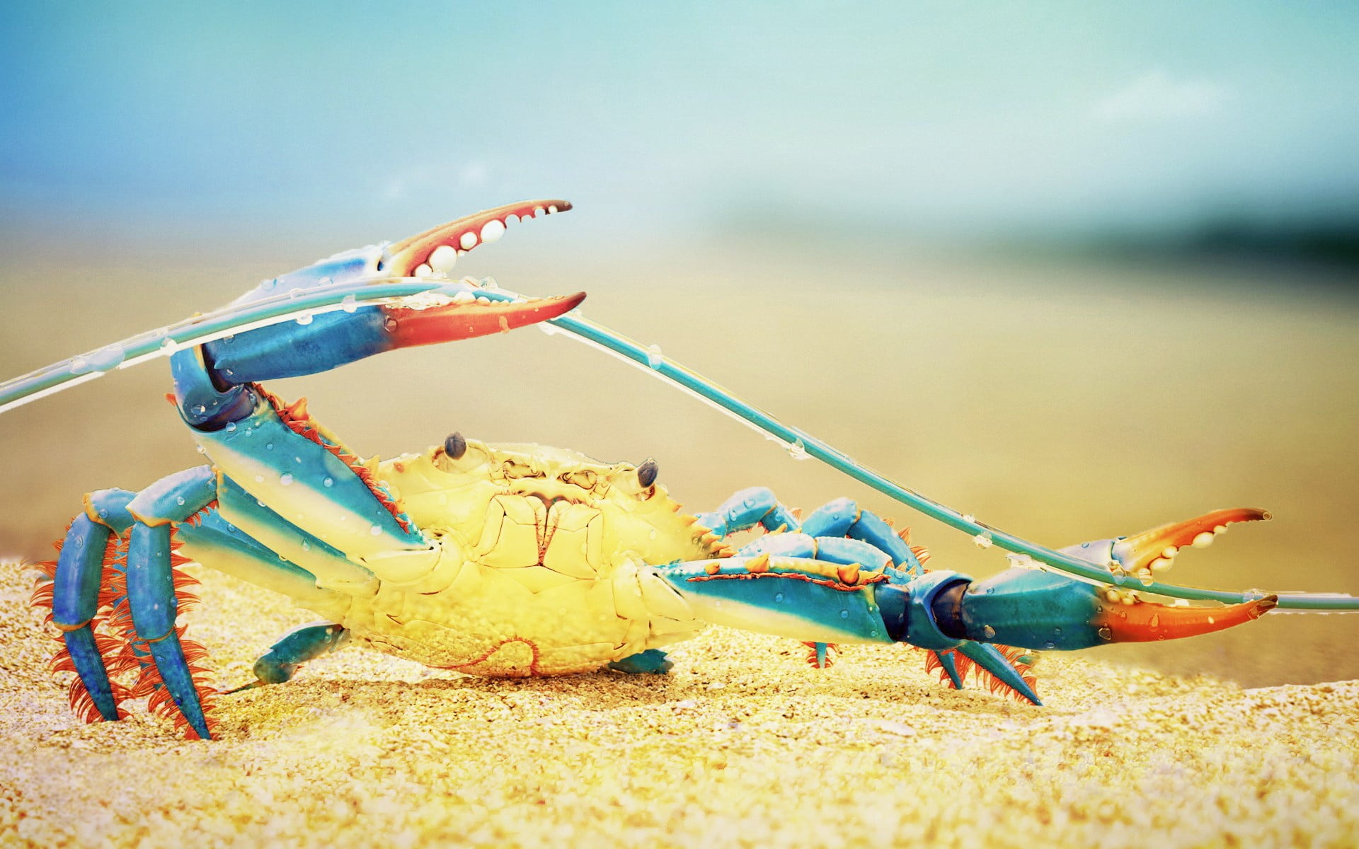 Crab, Teal and orange crab, Nature sea life, Colorful HD wallpaper, 1920x1200 HD Desktop