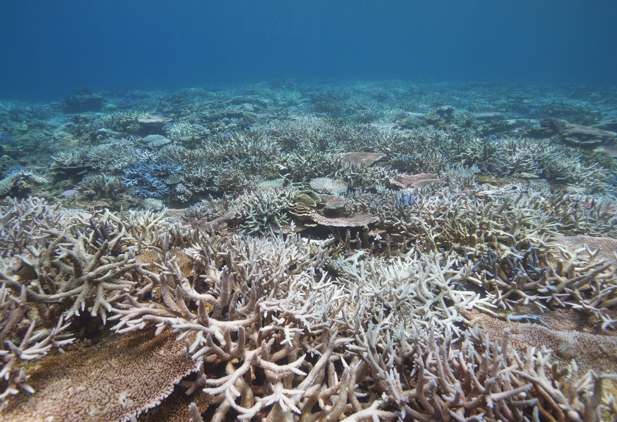 Coral Sea, Chinas coral reefs, China dialogue ocean, 2000x1380 HD Desktop