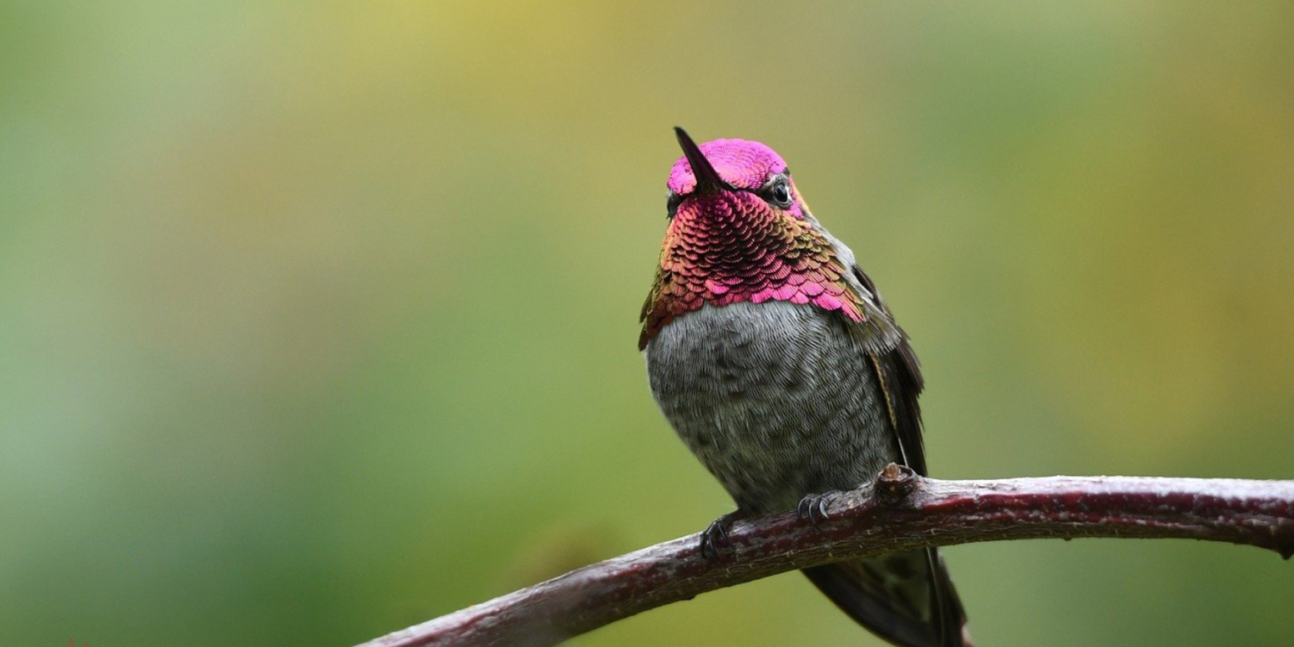 Hummingbird, Mesmerizing wingspan, Close-up view, Display of nature, 2560x1280 Dual Screen Desktop