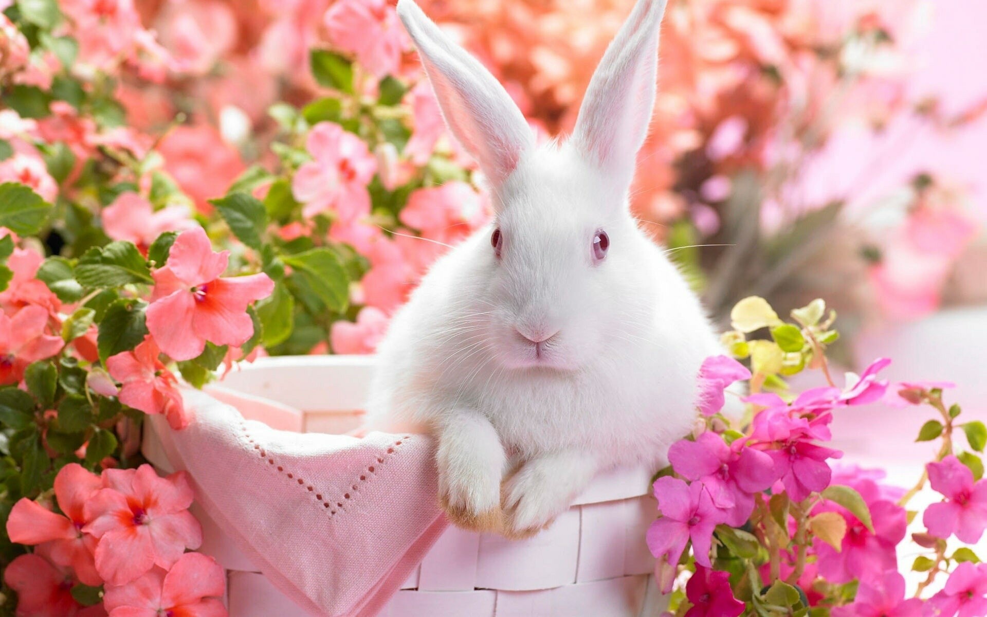 HD rabbit desktop wallpaper, Detailed image, High-resolution, Beautiful creature, 1920x1200 HD Desktop