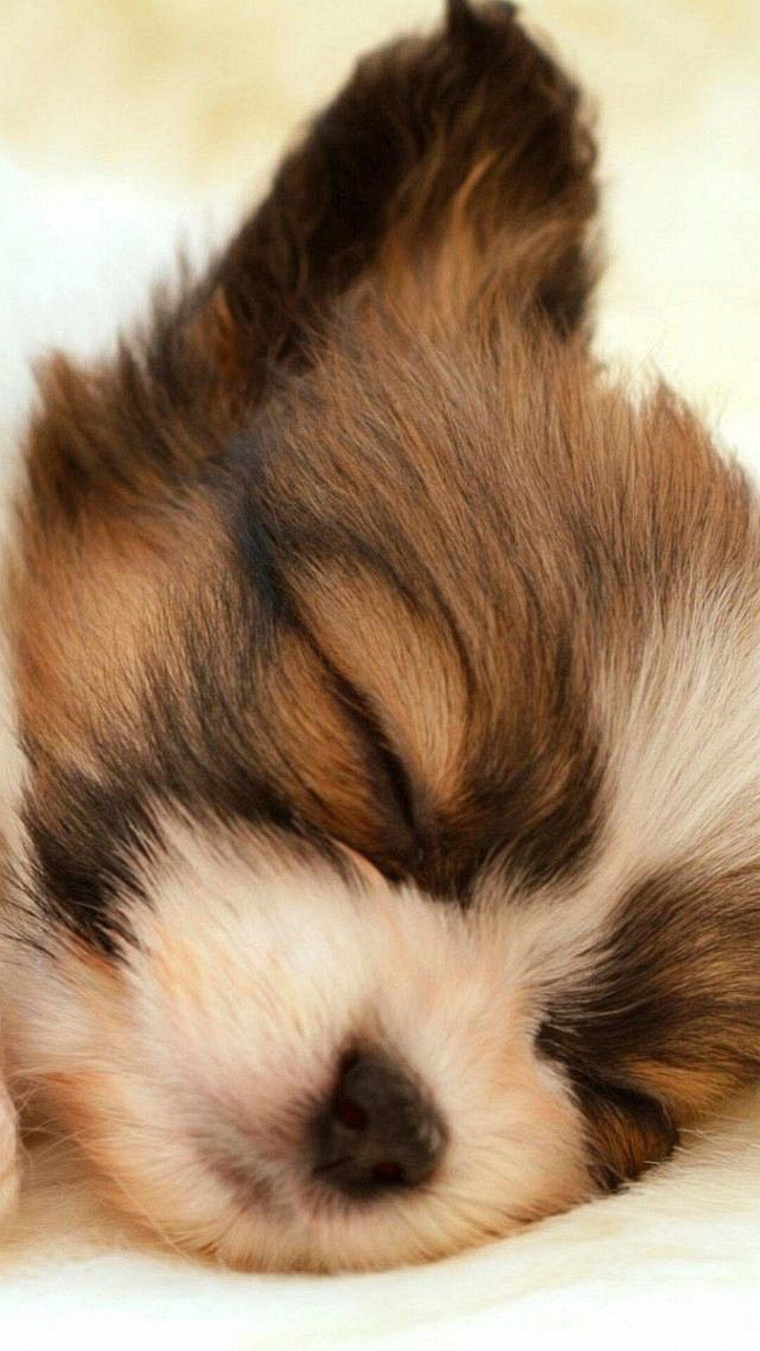 Sleeping puppy, Papillon Dog Wallpaper, 1080x1920 Full HD Phone