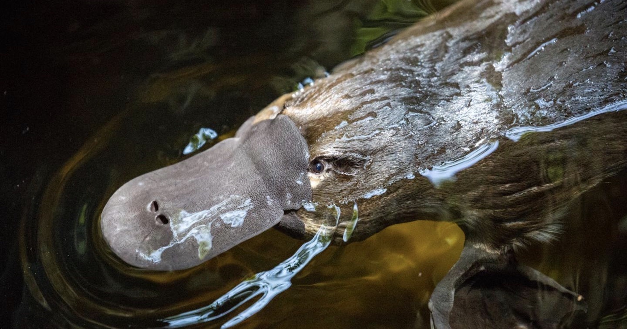 Platypus, Biofluorescence phenomenon, Whacky evolution, Design marvel, 2400x1260 HD Desktop