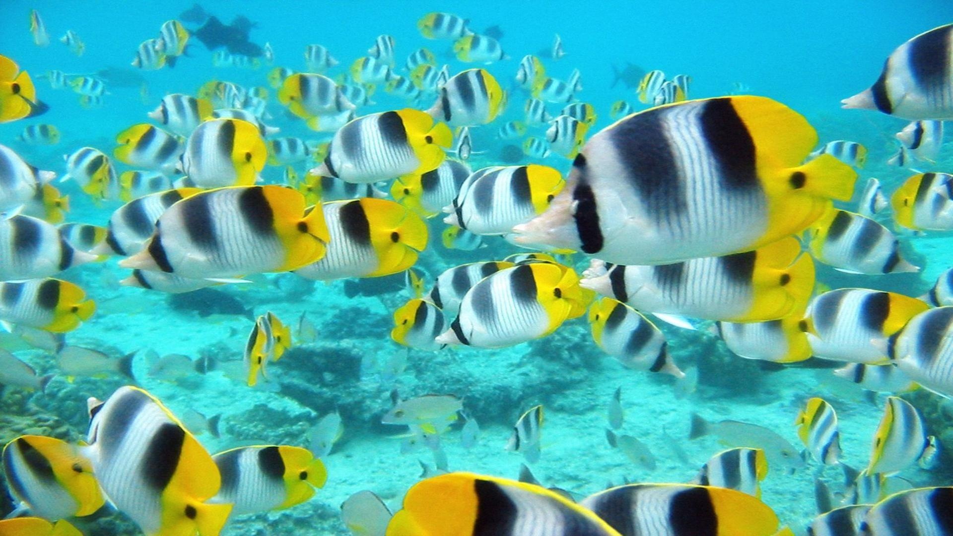 Angelfish, Aquarium Tropical Fish, Desktop, Mobile, 1920x1080 Full HD Desktop