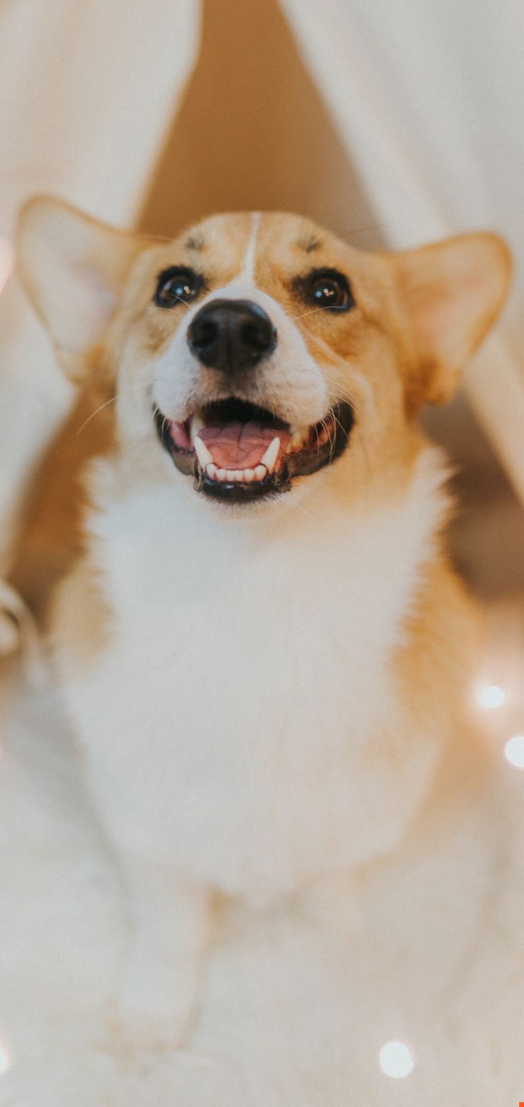 Corgi, Pet wallpapers, High definition, 4K resolution, 1080x2280 HD Phone