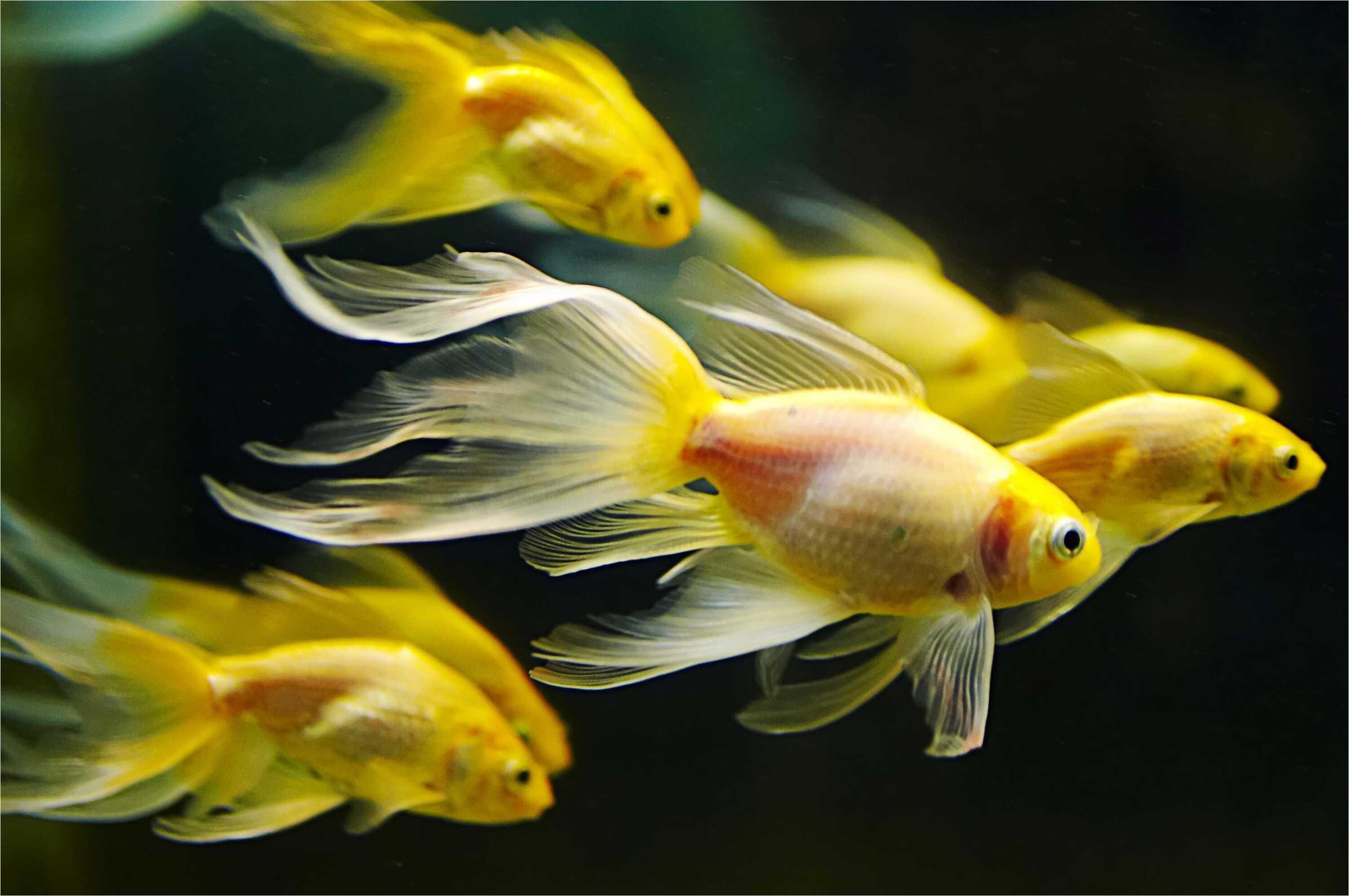 Gold Fish, Moor fish wallpapers, no keywords available, 3010x2000 HD Desktop