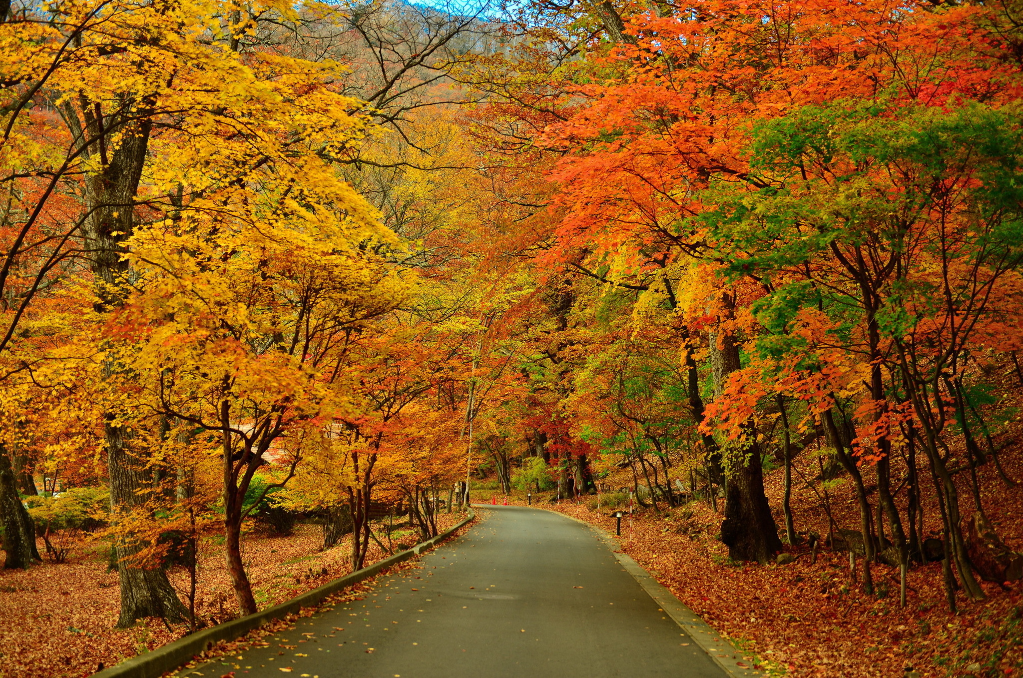 Mellow fruitfulness, Harvest home, Fall tapestry, Copper beeches, Vineyard rows, 2050x1360 HD Desktop