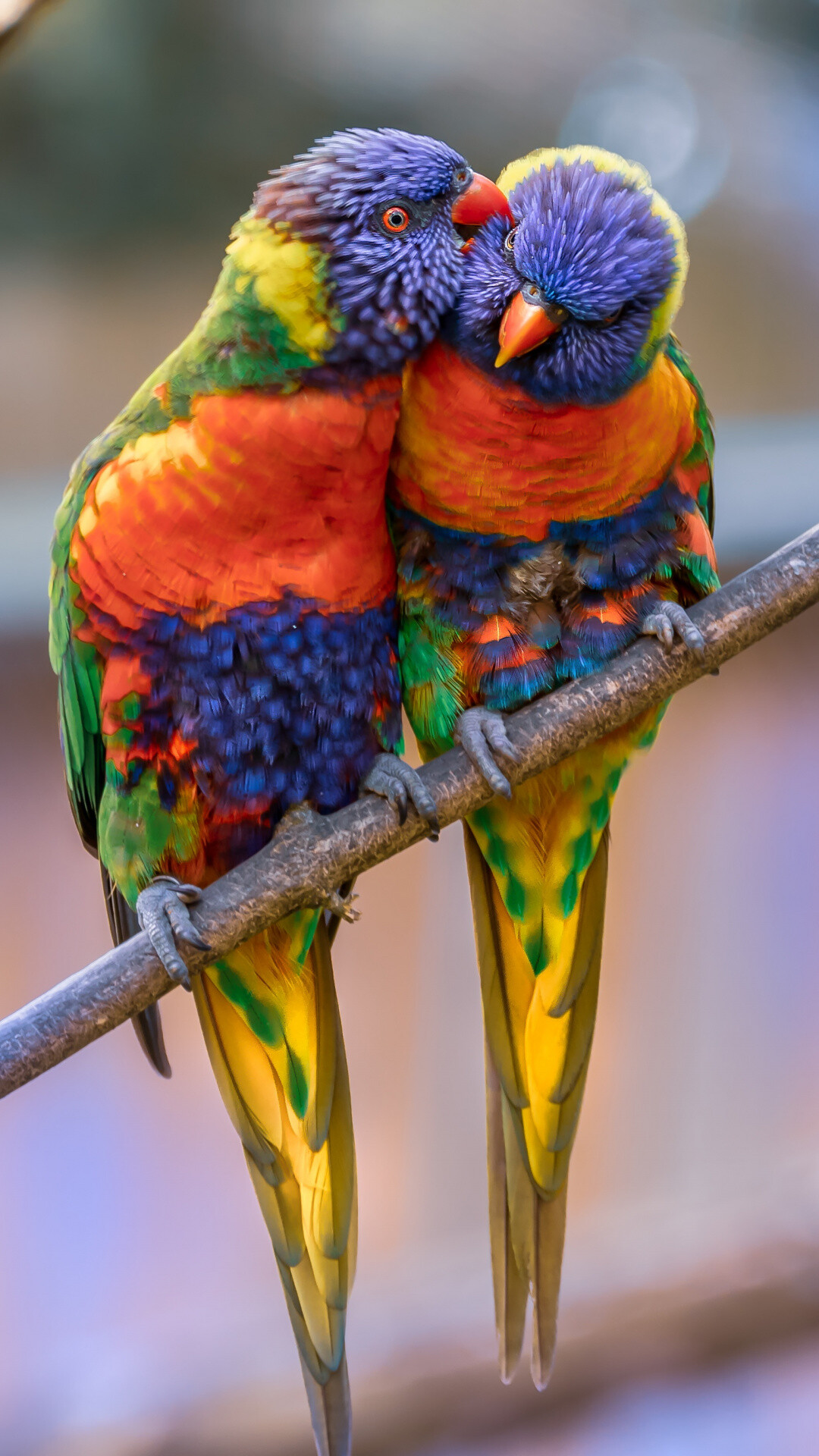 Parrot animals, Colorful pair, Samsung Galaxy S4, Sony Xperia Z, 1080x1920 Full HD Phone