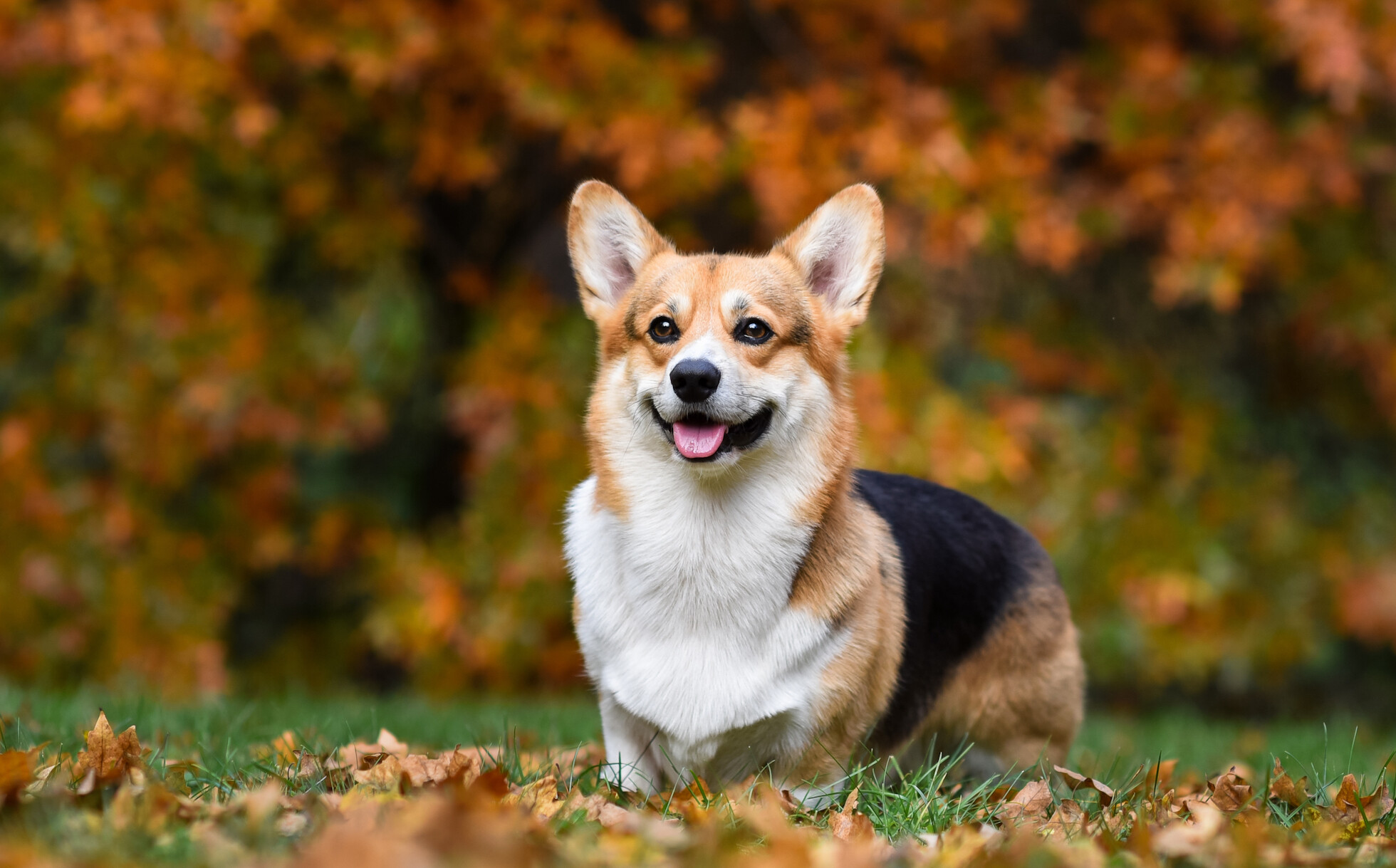 Corgis