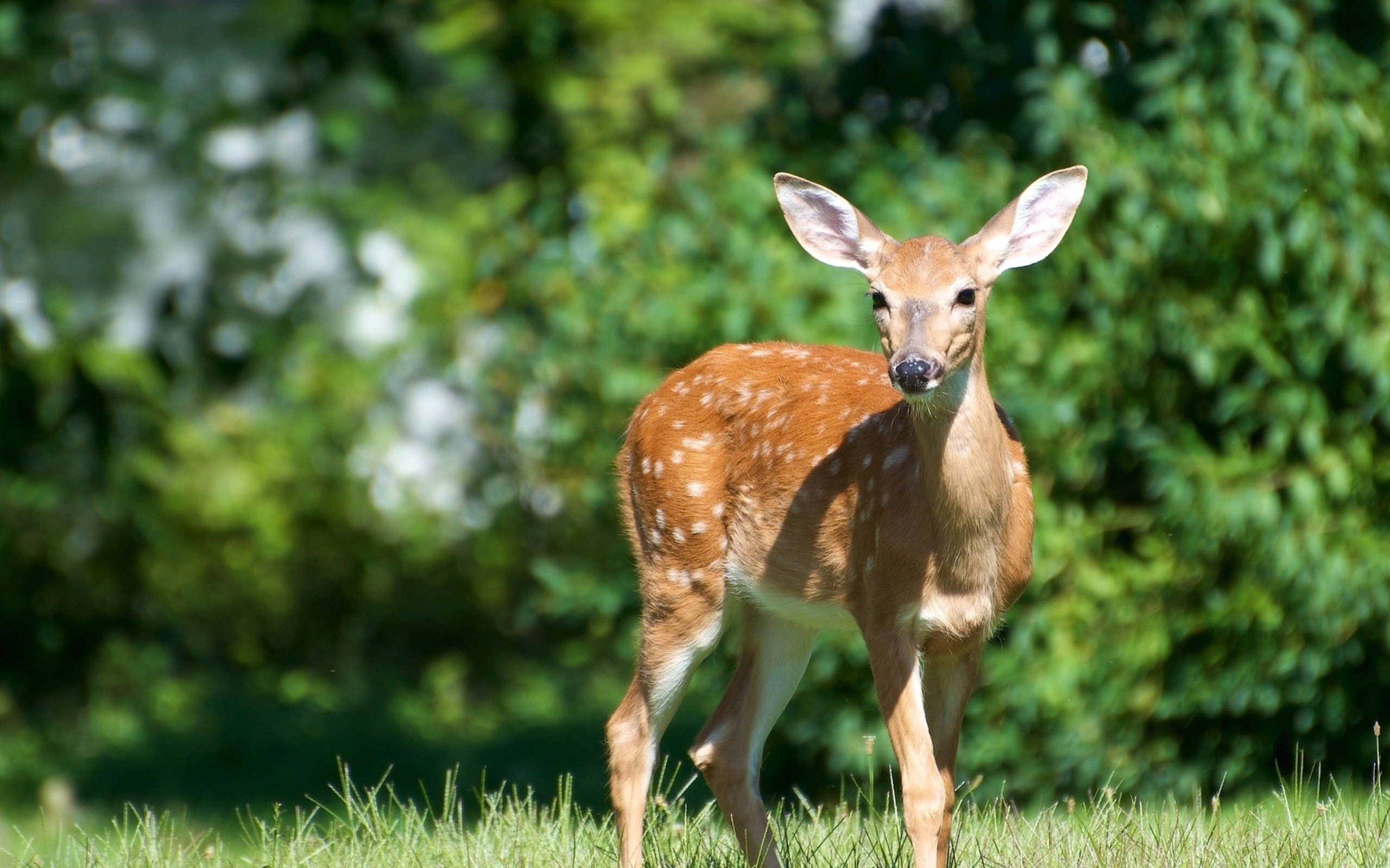 Beautiful deer, Serene animal portraits, Wallpaper resolution id789565, Tranquil scenes, 2560x1600 HD Desktop