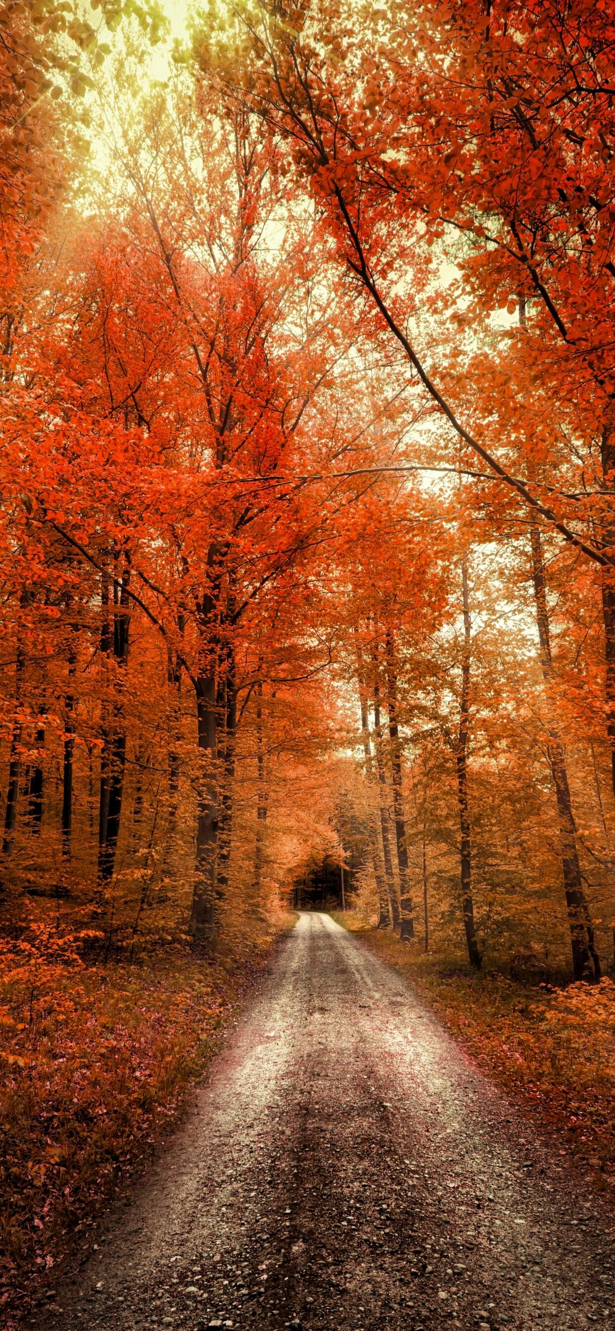 Autumn iPhone wallpapers, iPhone 12, Nature, 1250x2690 HD Phone