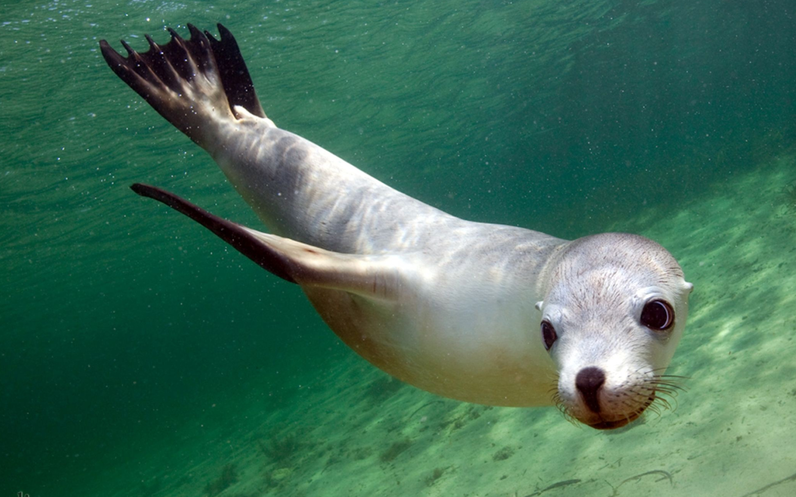 Australian geographic, Baby sea lion, Marine animals, 2560x1600 HD Desktop