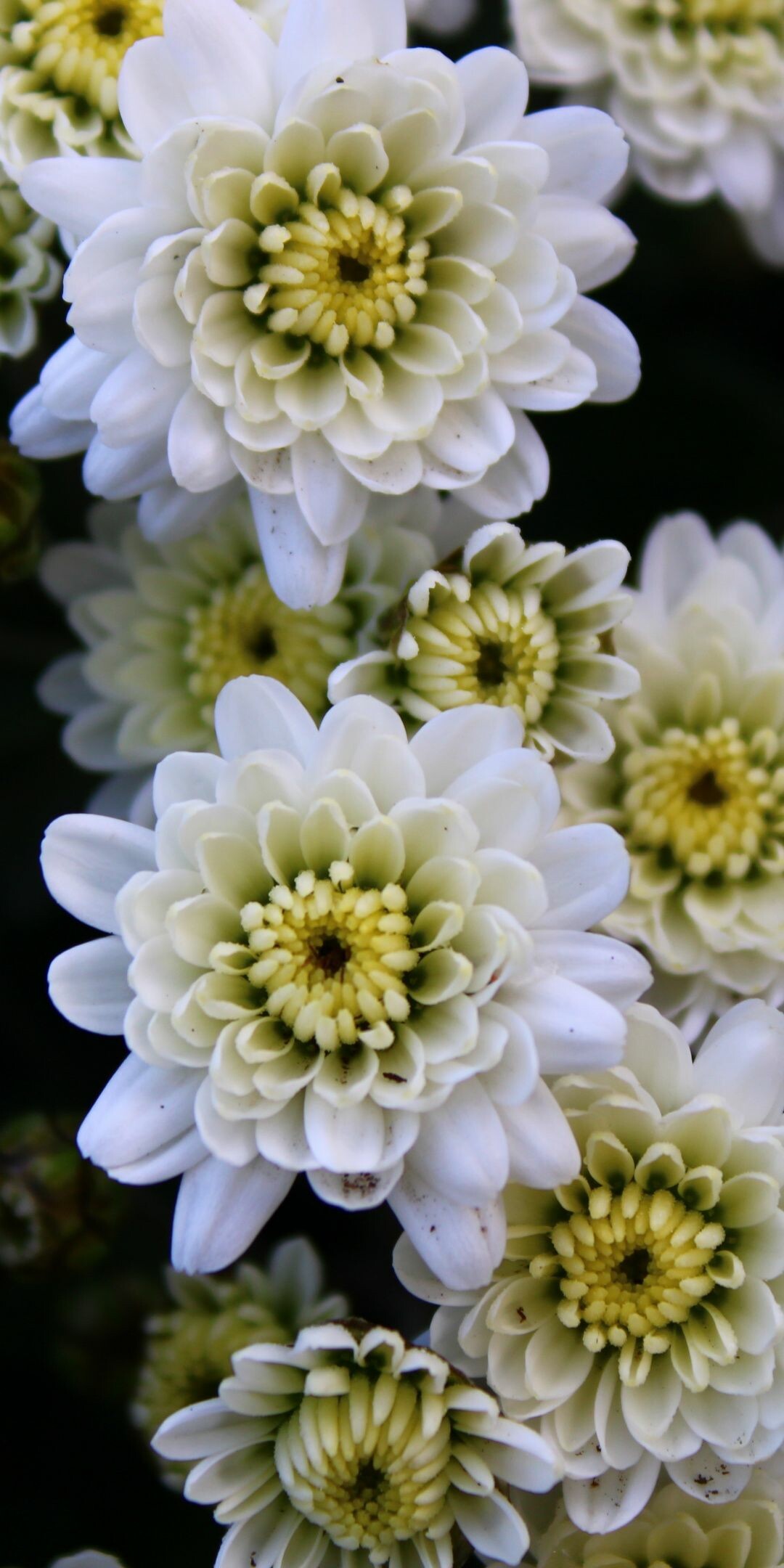 Chrysanthemum, White flowers, Beautiful blossom, Floral elegance, 1080x2160 HD Phone