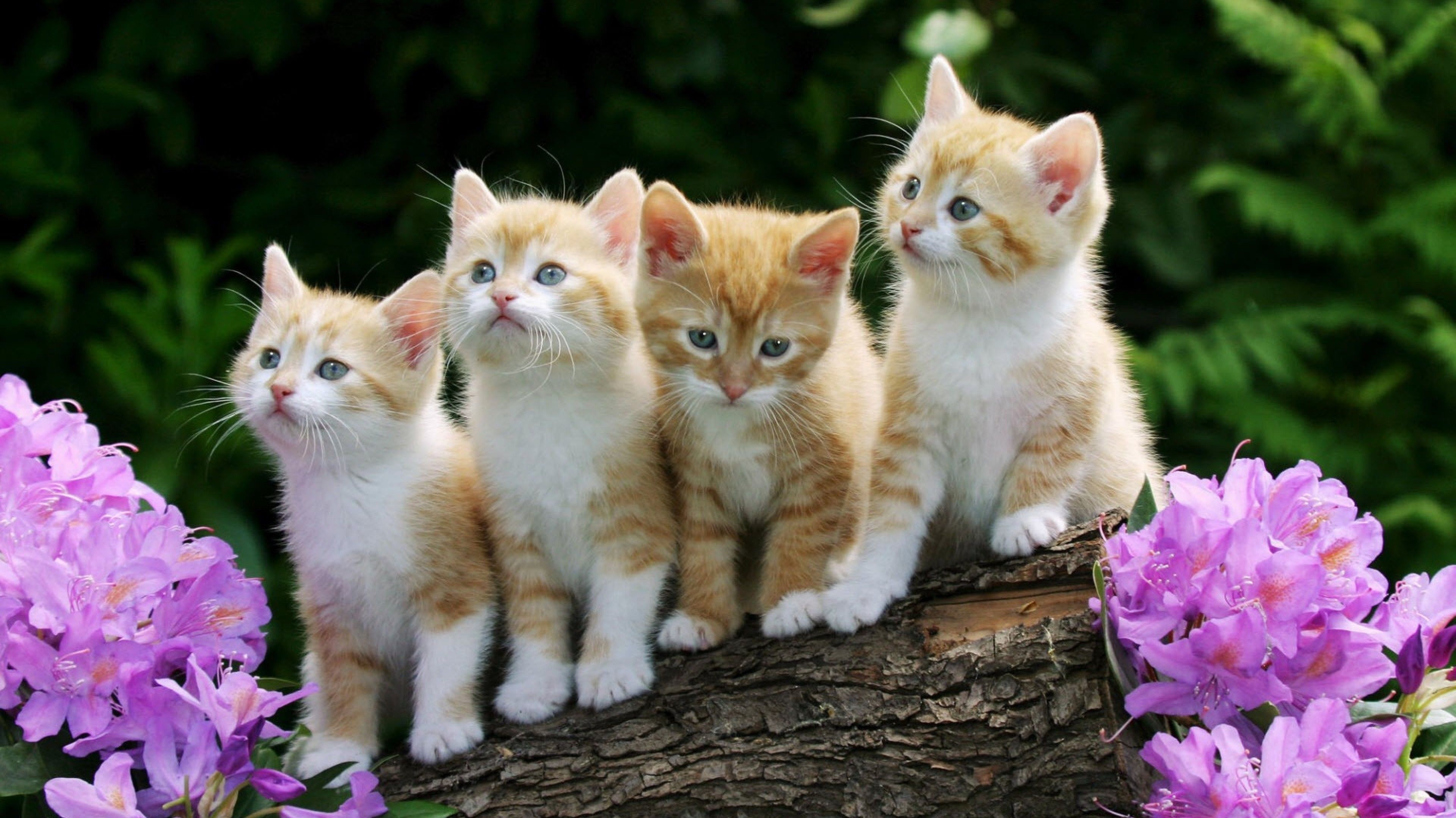 Kittens, Baby Animal Wallpaper, 3840x2160 4K Desktop