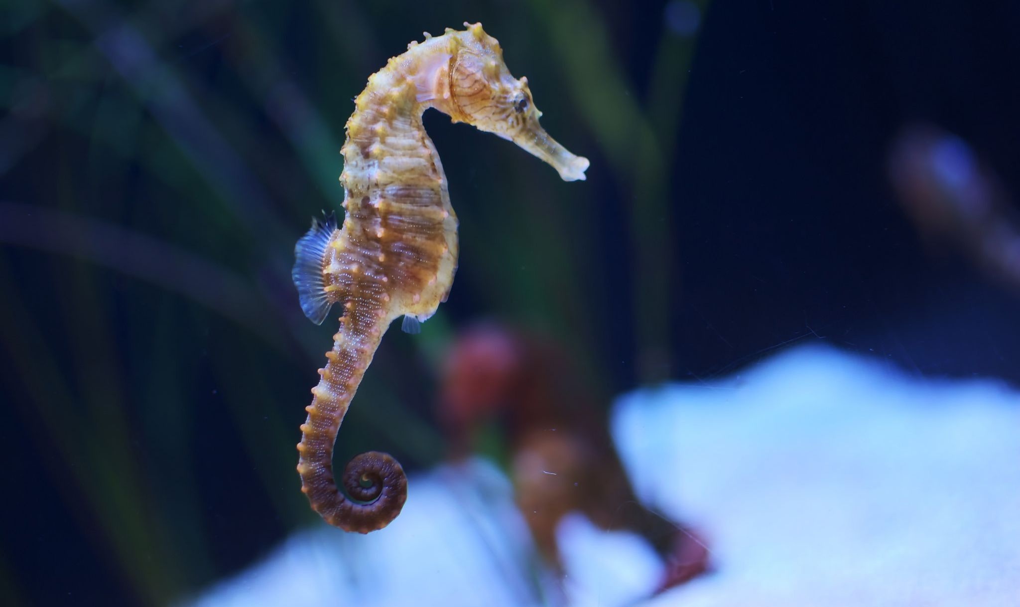 Seahorse elegance, Underwater beauty, Graceful creature, Majestic marine life, 2050x1220 HD Desktop