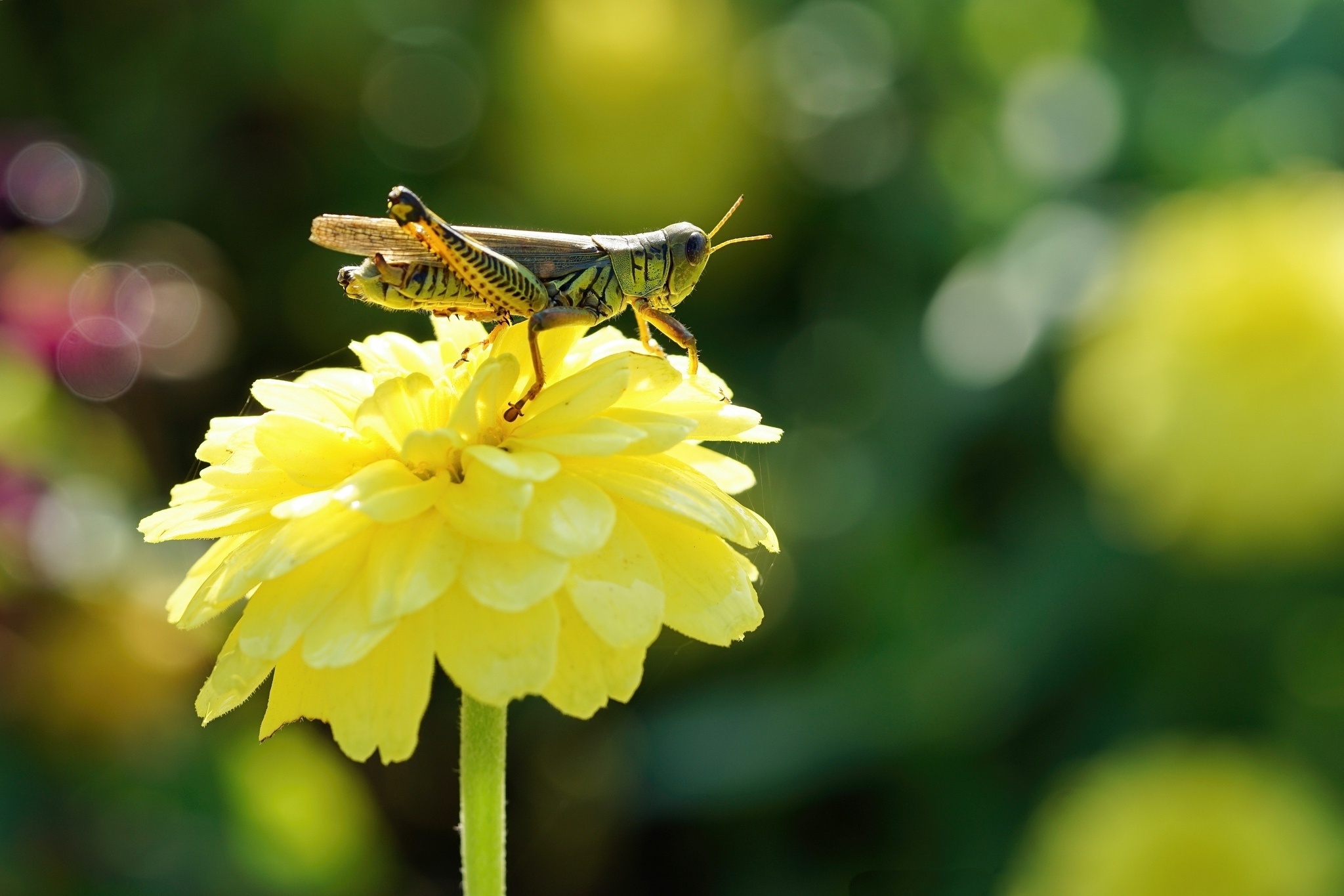 Flower, Grasshoppers Wallpaper, 2050x1370 HD Desktop