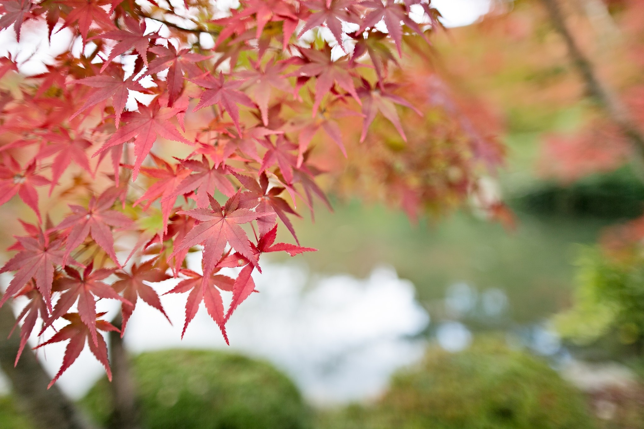 Maple tree wallpaper, Nature and landscape, High-quality image, Serene scenery, 2050x1370 HD Desktop