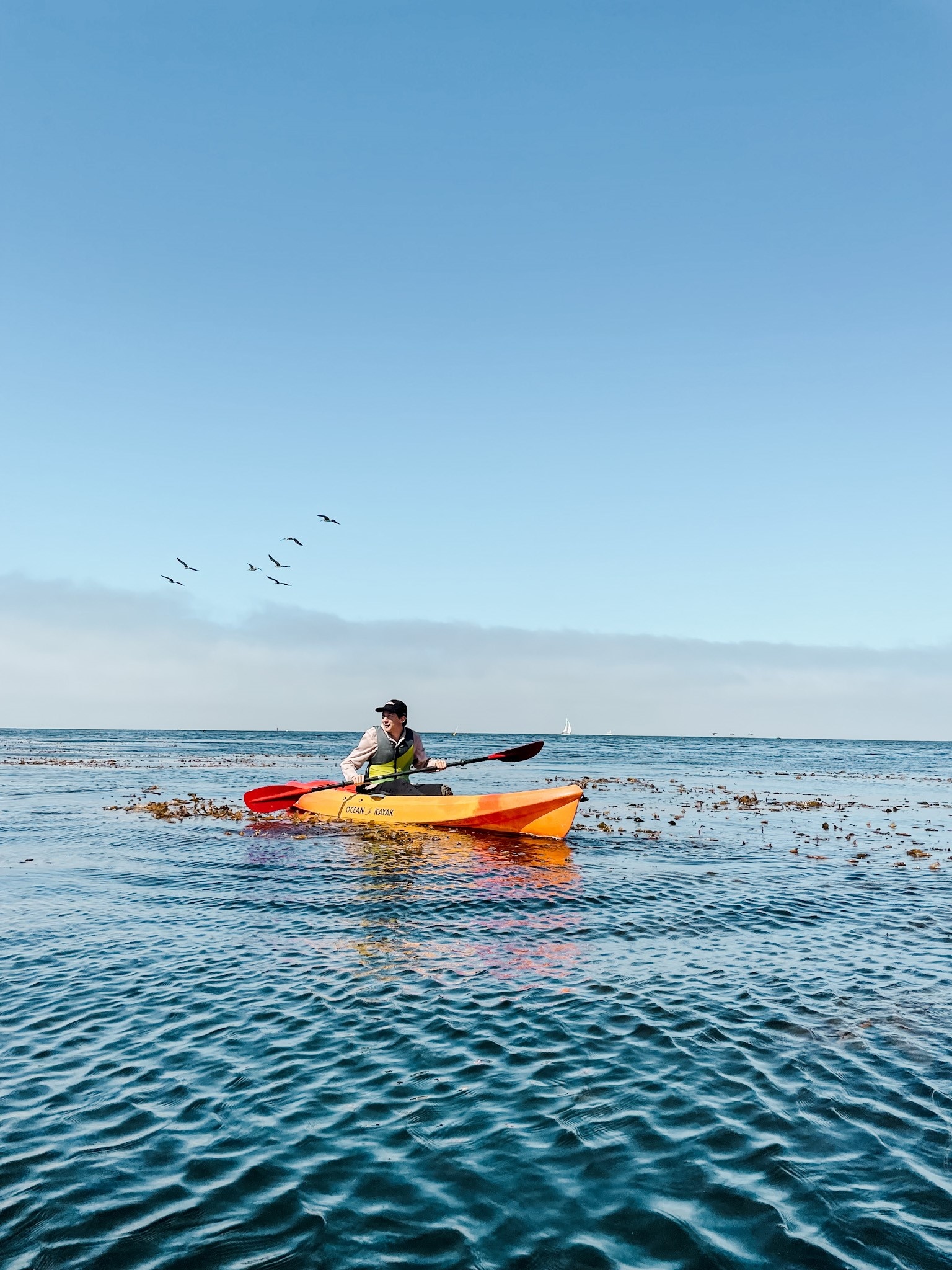 Sailing, Kayaking, Whale watching, Monterey, 1540x2050 HD Phone