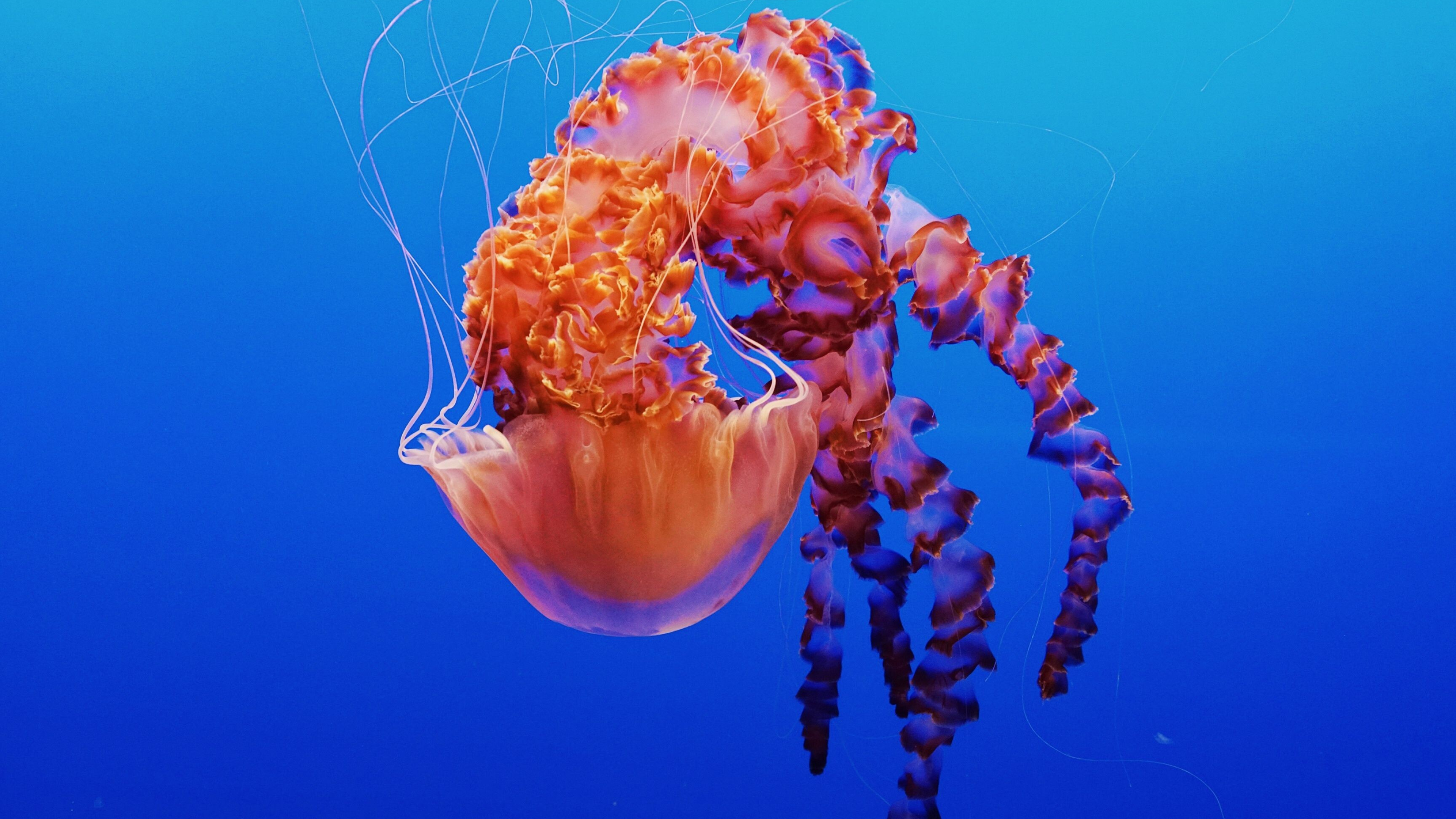 4K jellyfish, Vibrant backgrounds, Marine wonders, Underwater magic, 3840x2160 4K Desktop