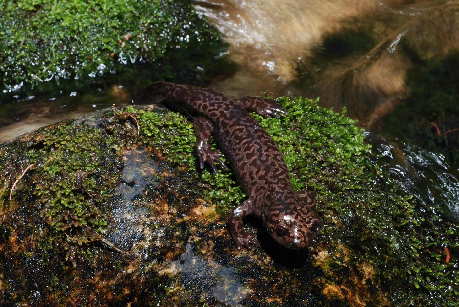 California giant salamander, Salamander Wallpaper, 1920x1290 HD Desktop