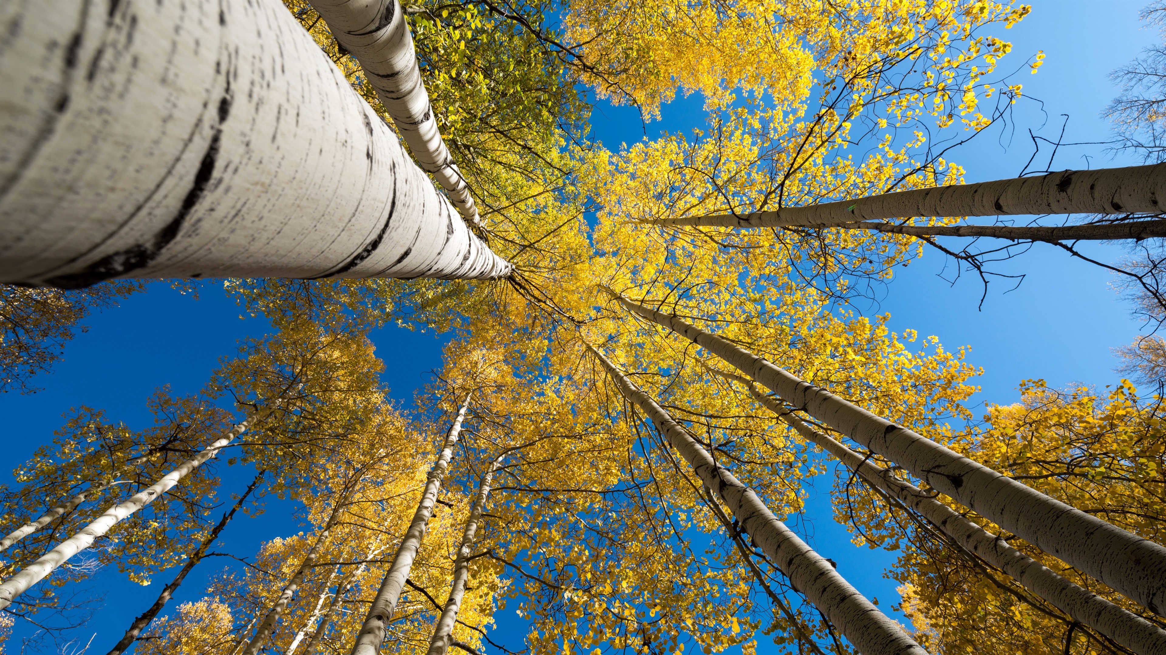 Birch Tree, Fall, Wallpaper, Ethan, 3840x2160 4K Desktop