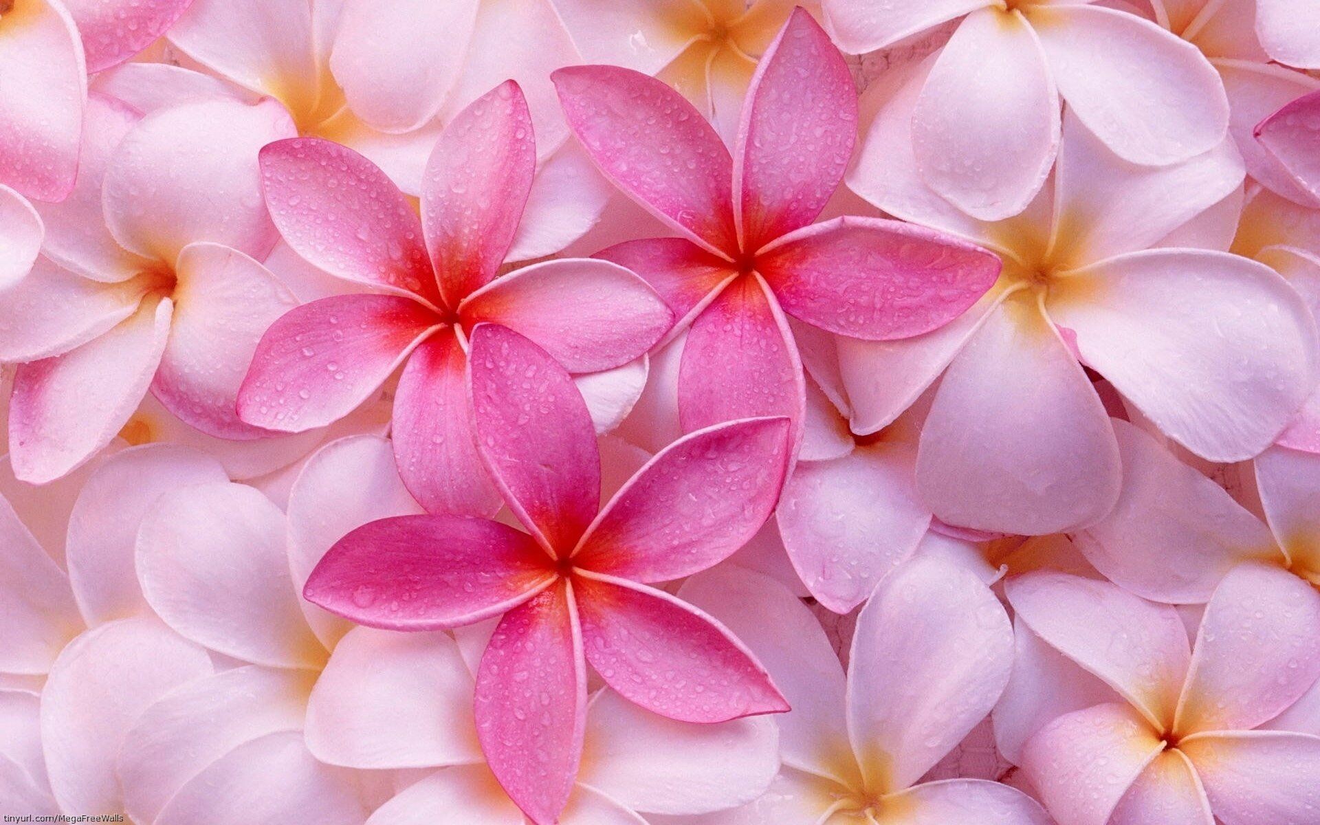 Earth frangipani flowers, Pink floral elegance, Botanical beauty, Natural harmony, 1920x1200 HD Desktop