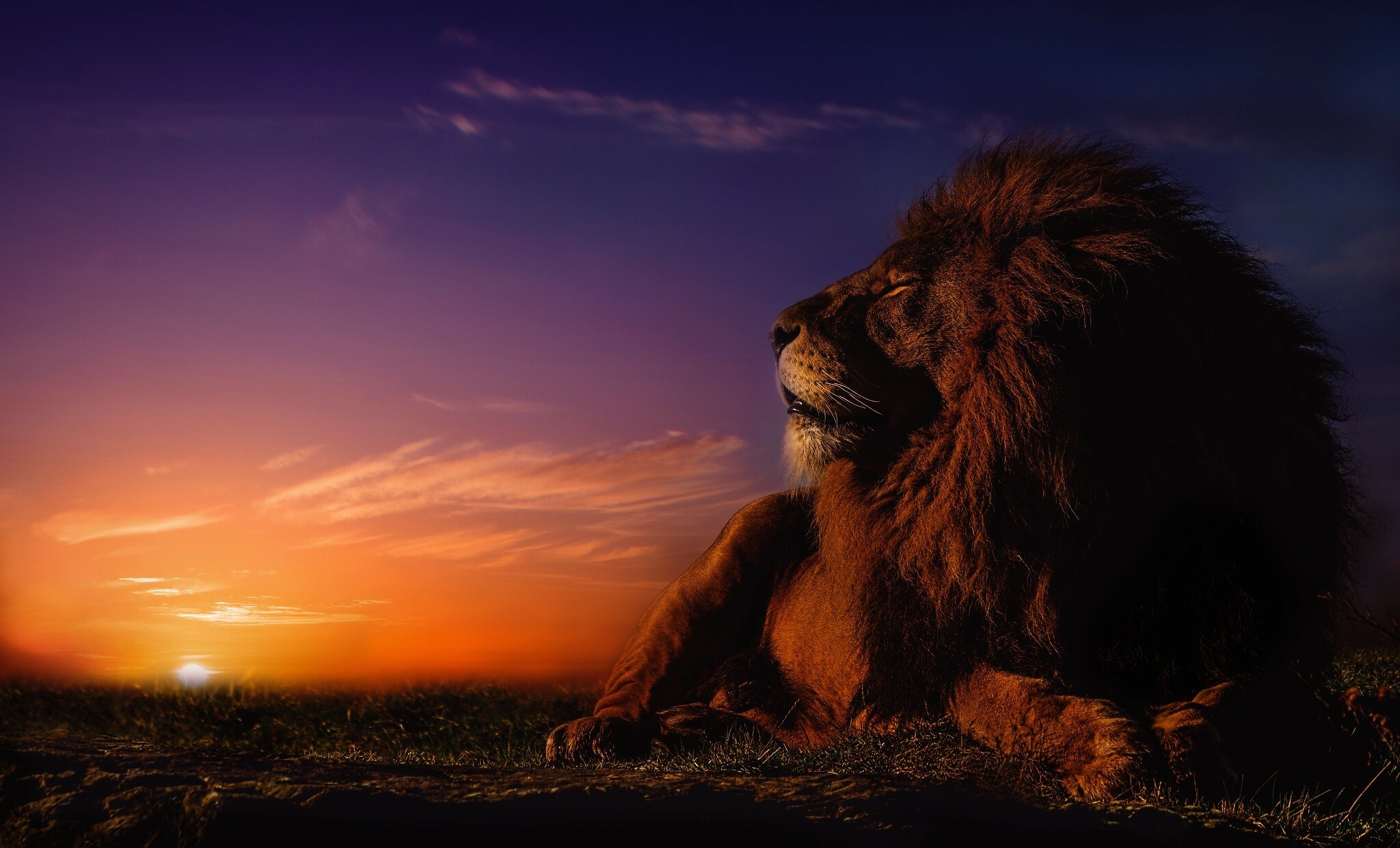 Lion desktop wallpaper, Captivating visuals, Exquisite details, Majestic presence, 2050x1250 HD Desktop