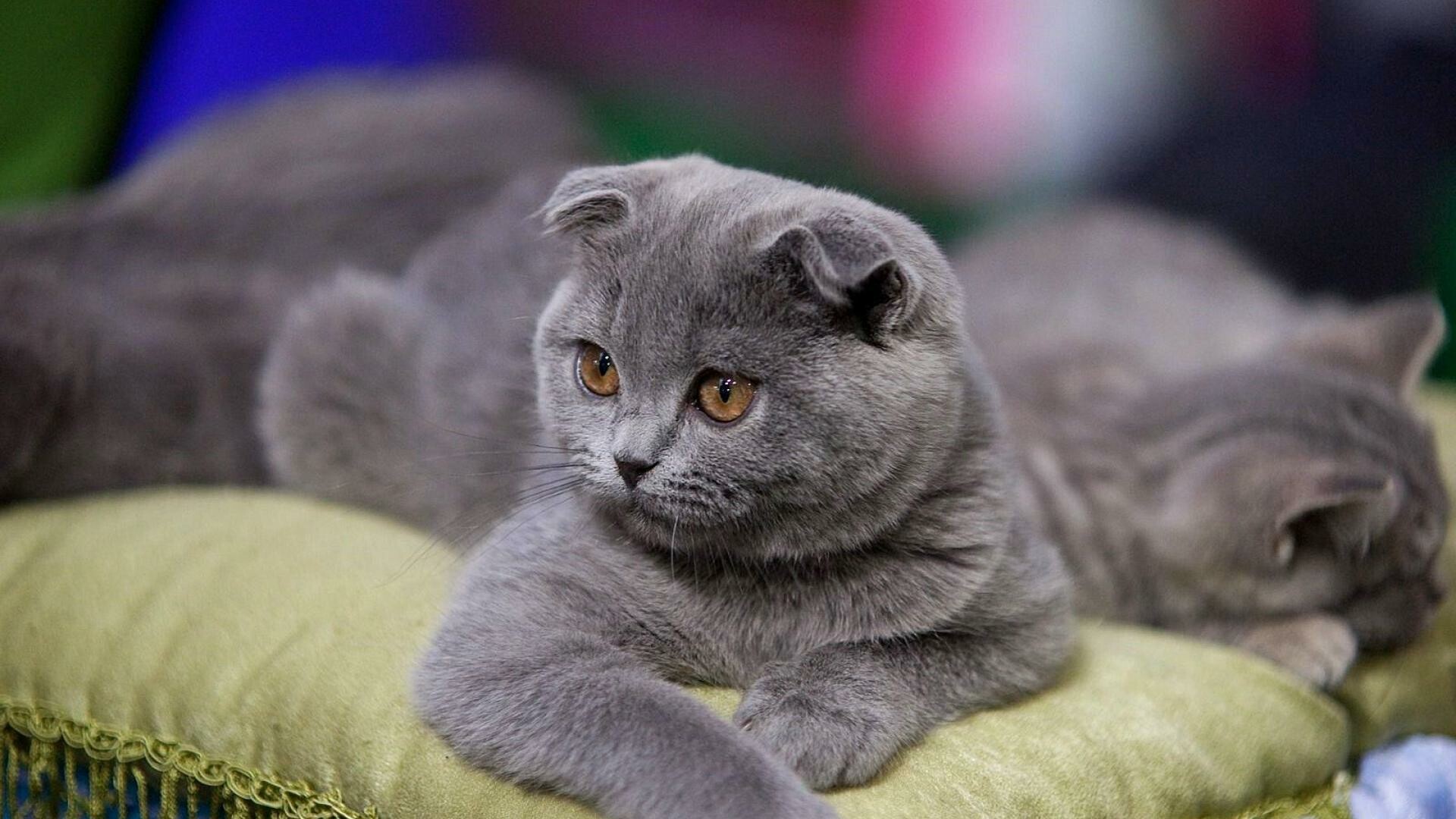 Scottish Fold, Cute and cuddly, Playful antics, Enchanting presence, 1920x1080 Full HD Desktop