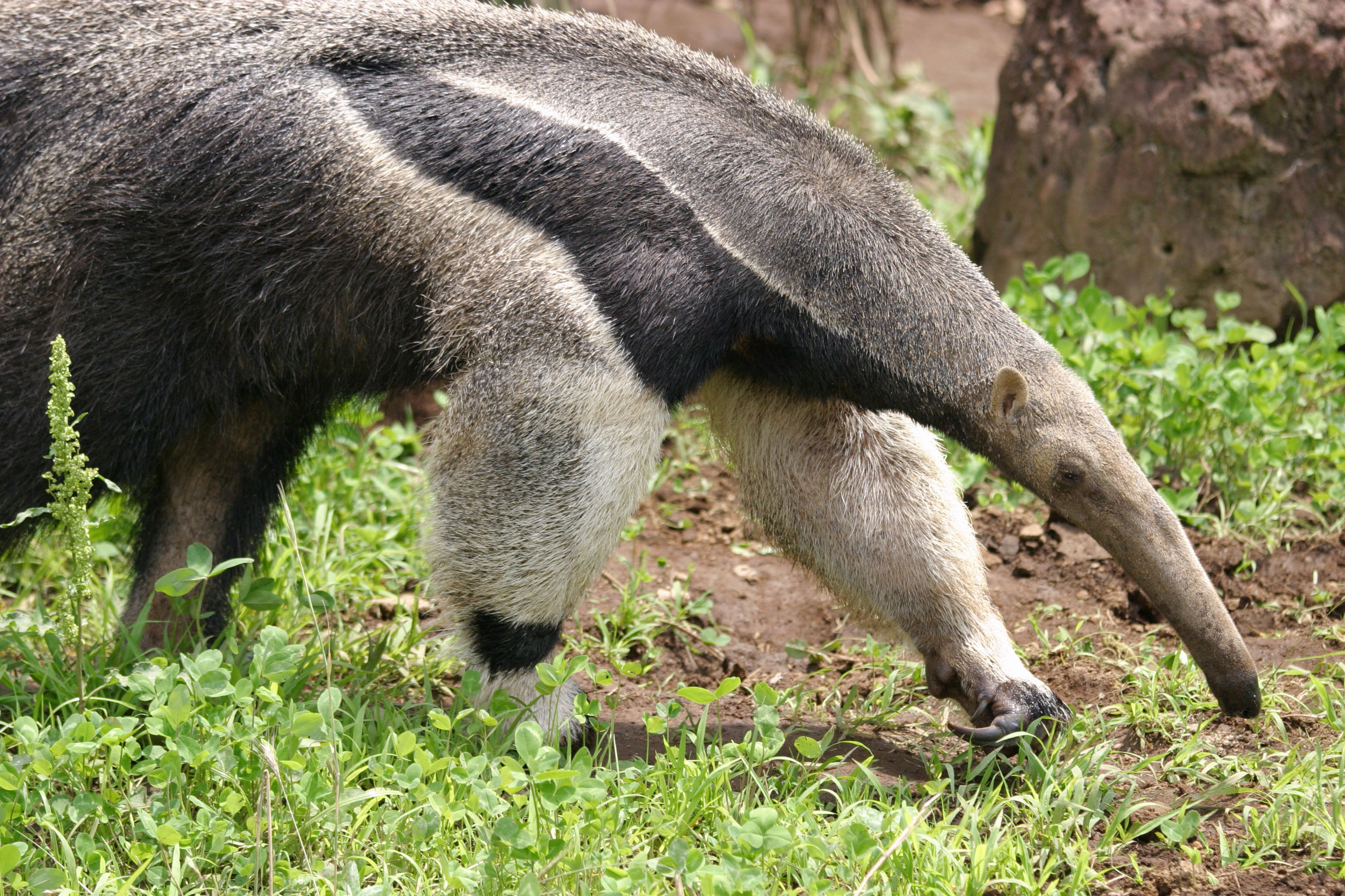 Anteater, Wallpaper, Unique, Captivating, 3080x2050 HD Desktop