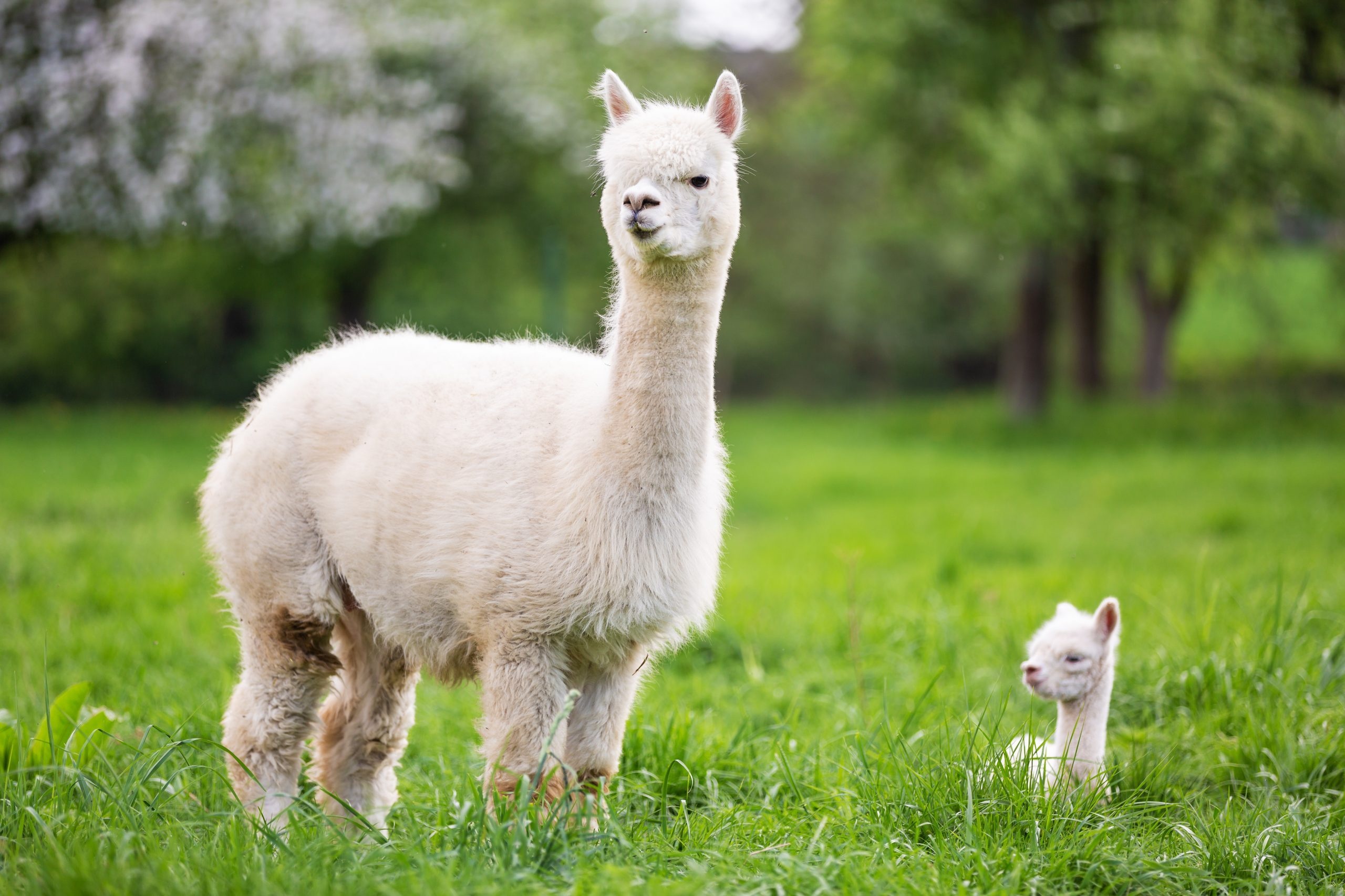 Mother and baby, Alpacas Wallpaper, 2560x1710 HD Desktop