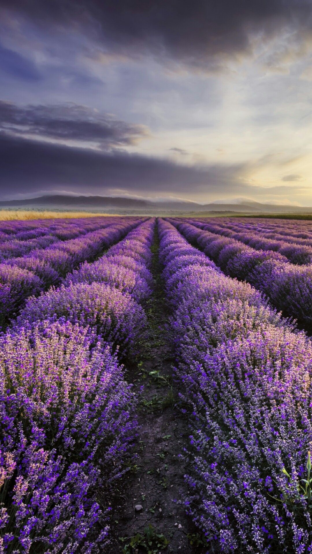 Texas Hill Country, Red sunset landscape, Lavender fields, 1080x1920 Full HD Phone