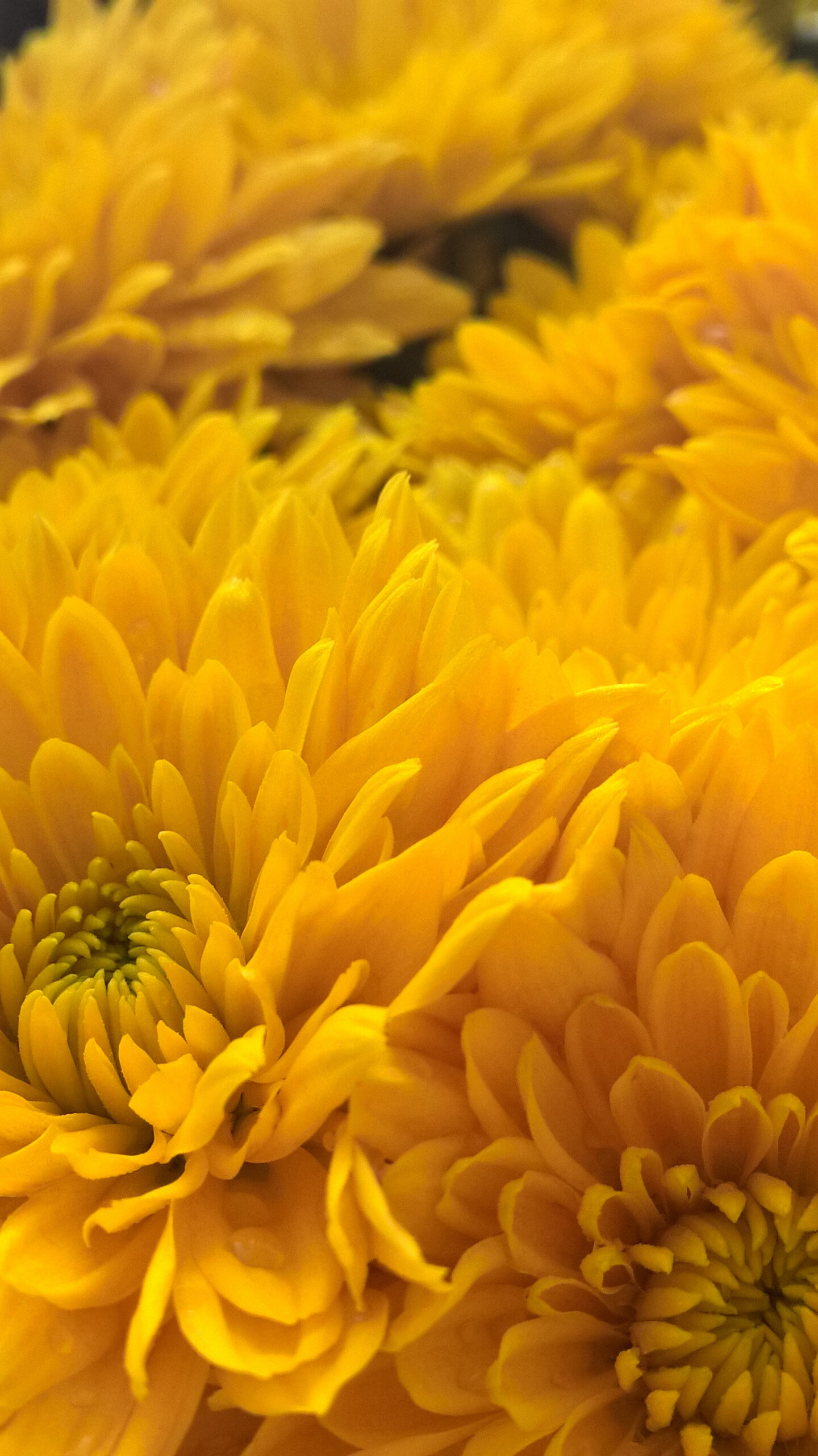 Bloom chrysanthemum, Close-up floral photography, QHD Samsung Galaxy wallpaper, Vibrant nature display, 1440x2560 HD Phone